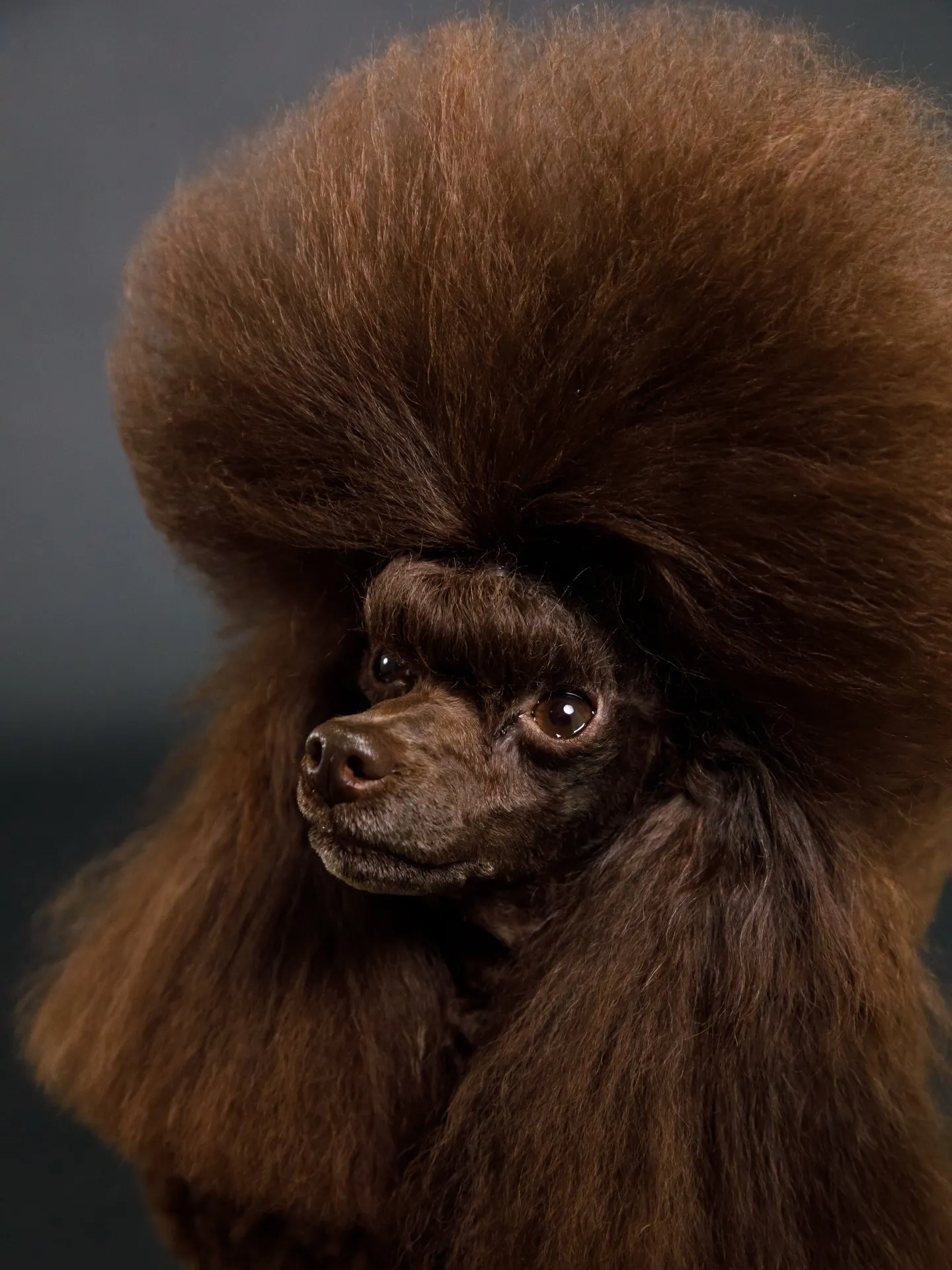 【BLACK Backdrop photoshoot】