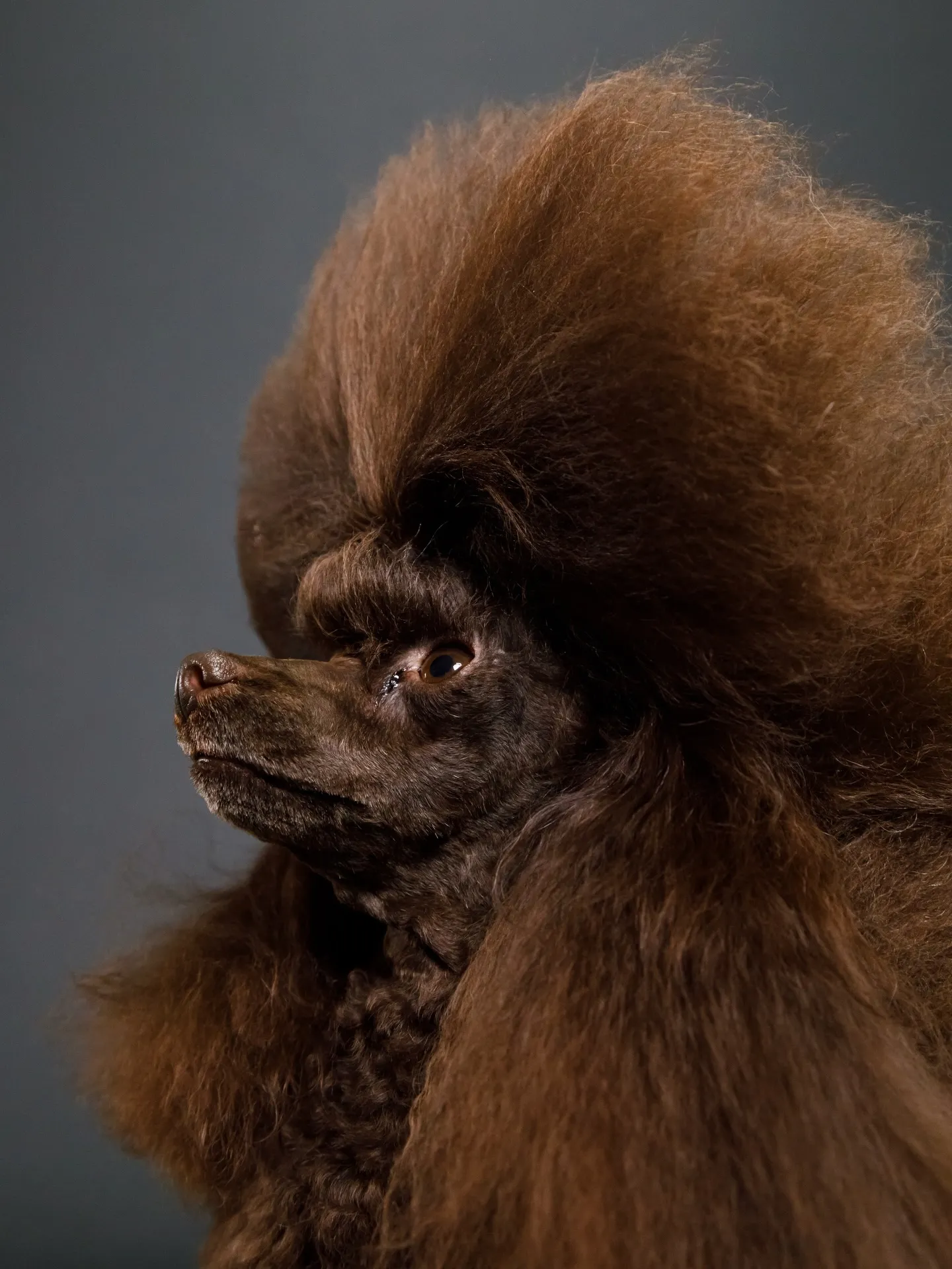 【BLACK Backdrop photoshoot】