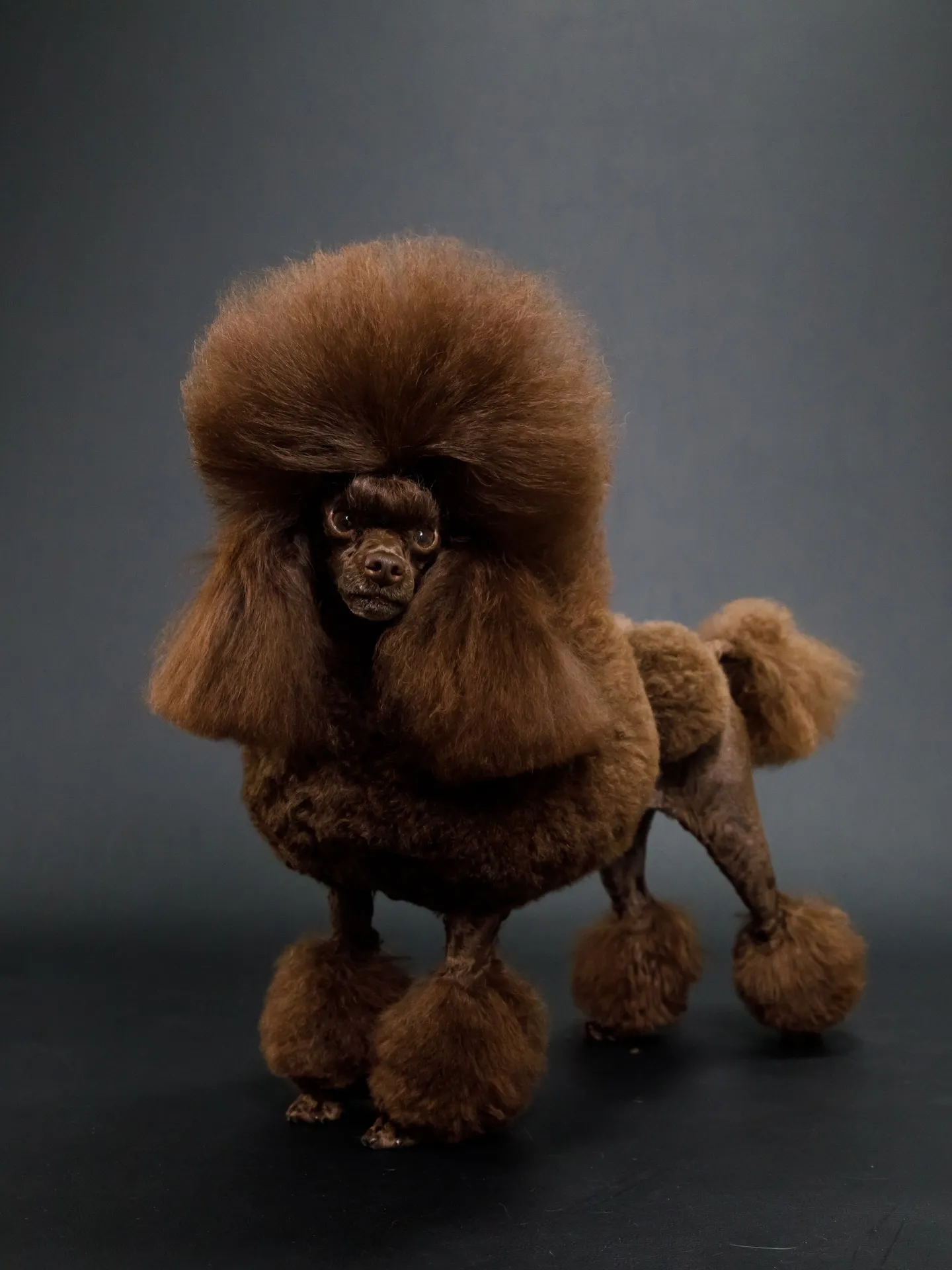 【BLACK Backdrop photoshoot】