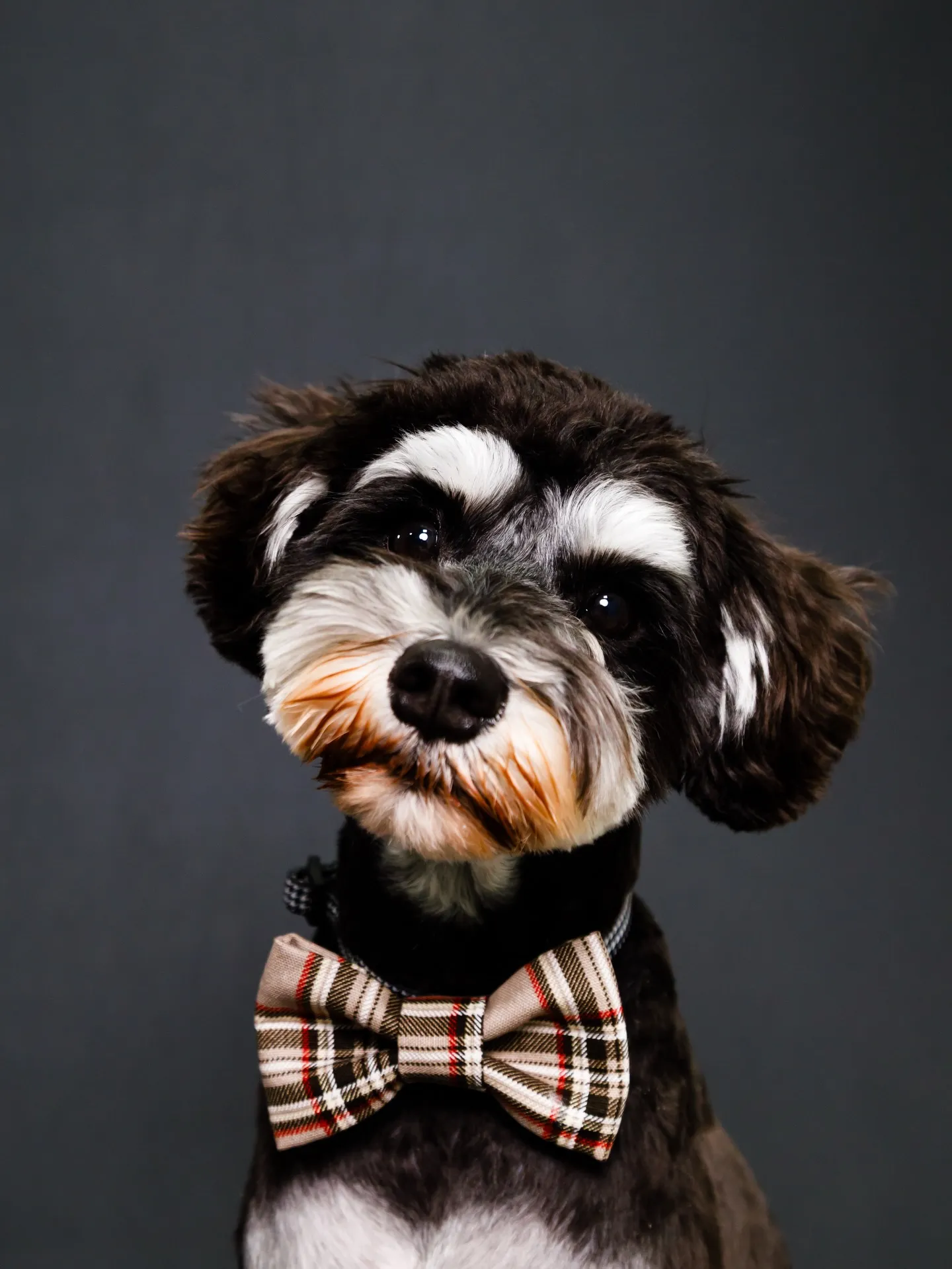 【BLACK Backdrop photoshoot】