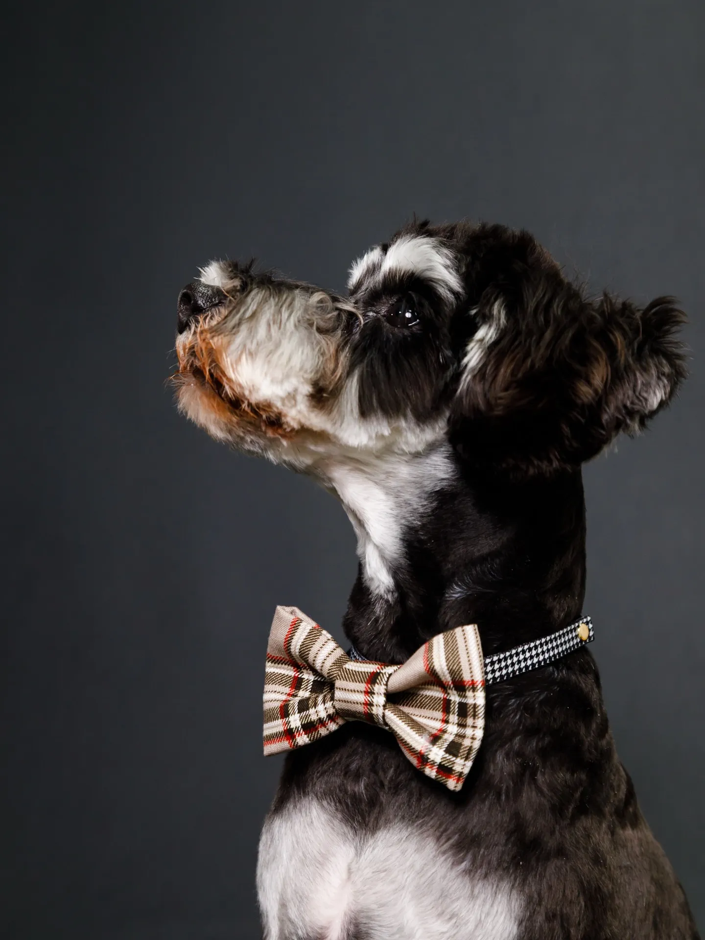 【BLACK Backdrop photoshoot】