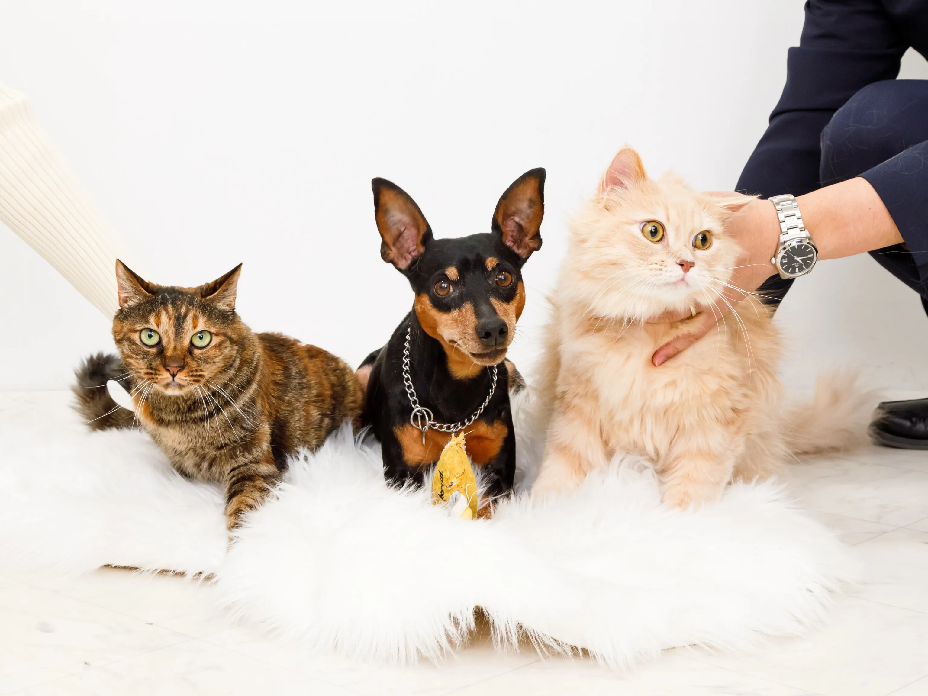 【WHITE Backdrop Photoshoot -家族...