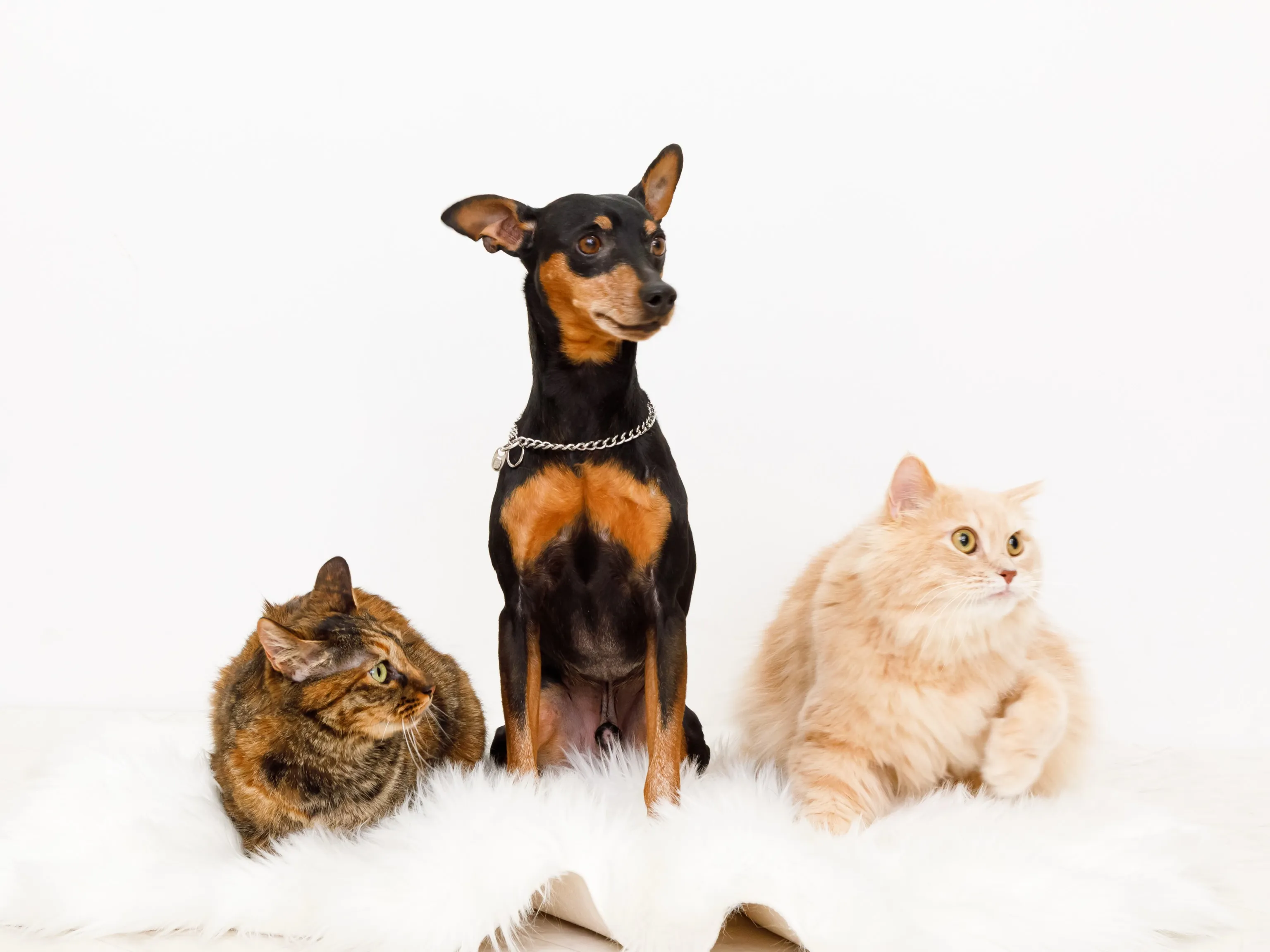 【WHITE Backdrop Photoshoot -家族...