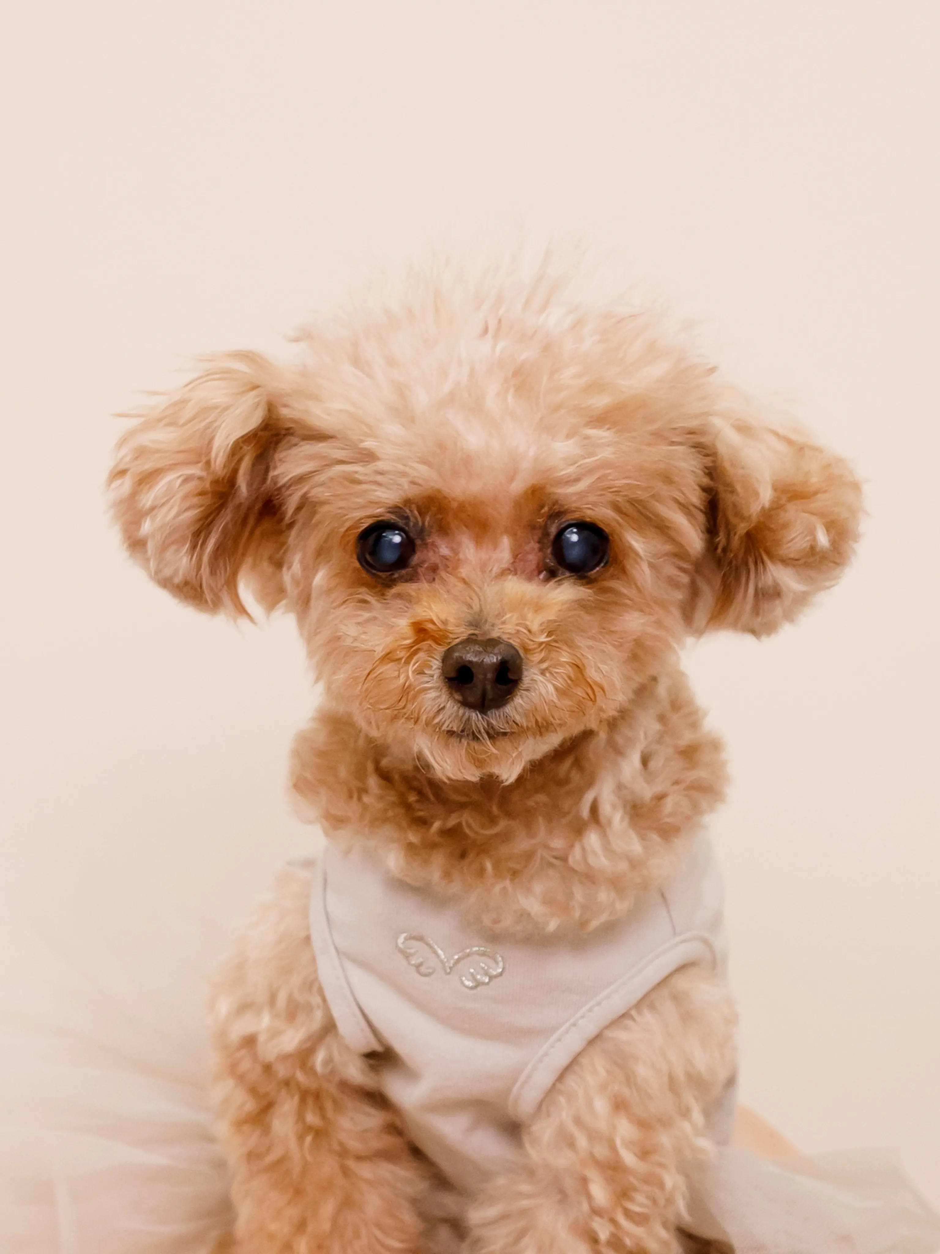【BEIGE Backdrop Photoshoot -SO...