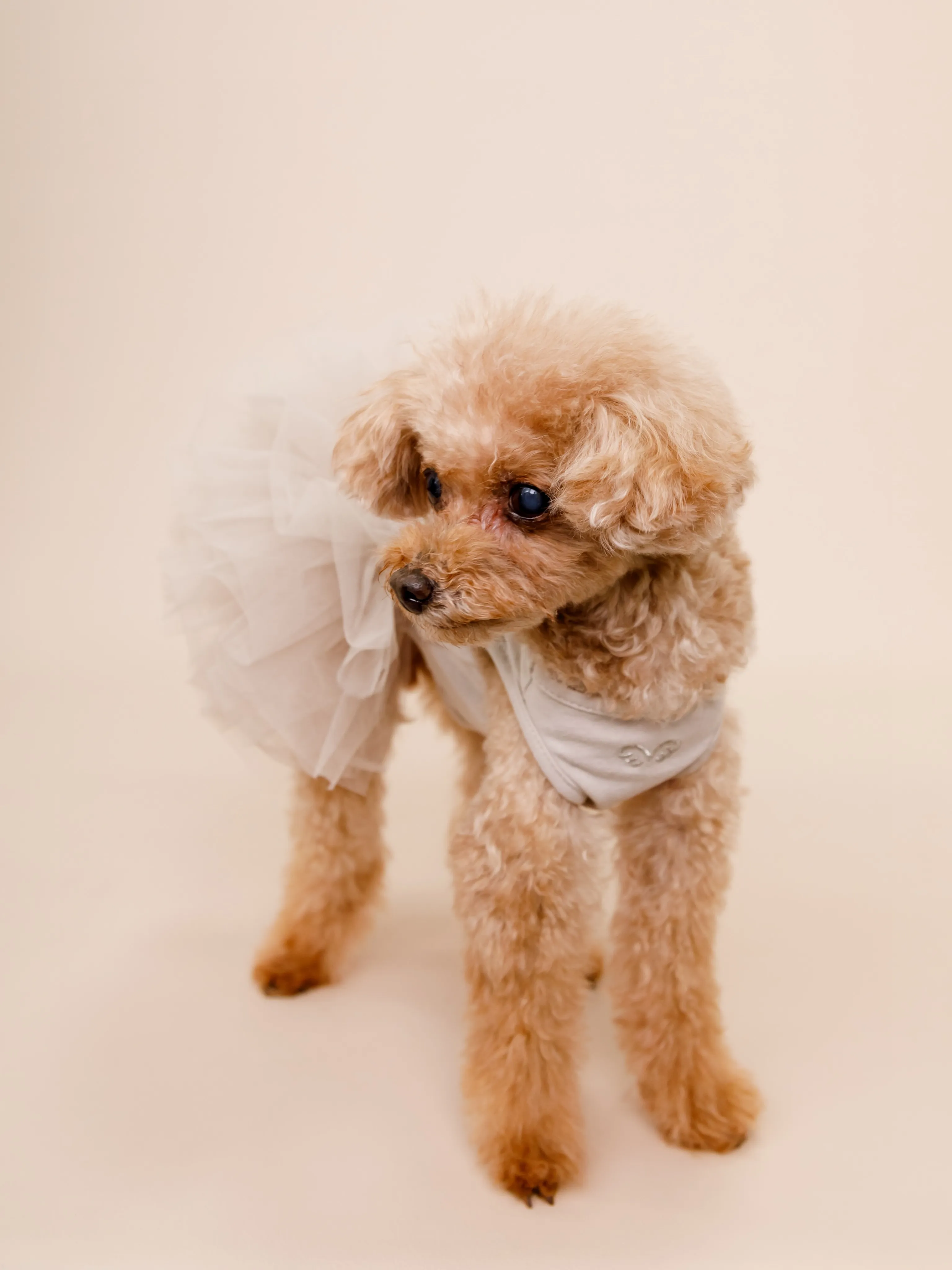 【BEIGE Backdrop Photoshoot -SO...