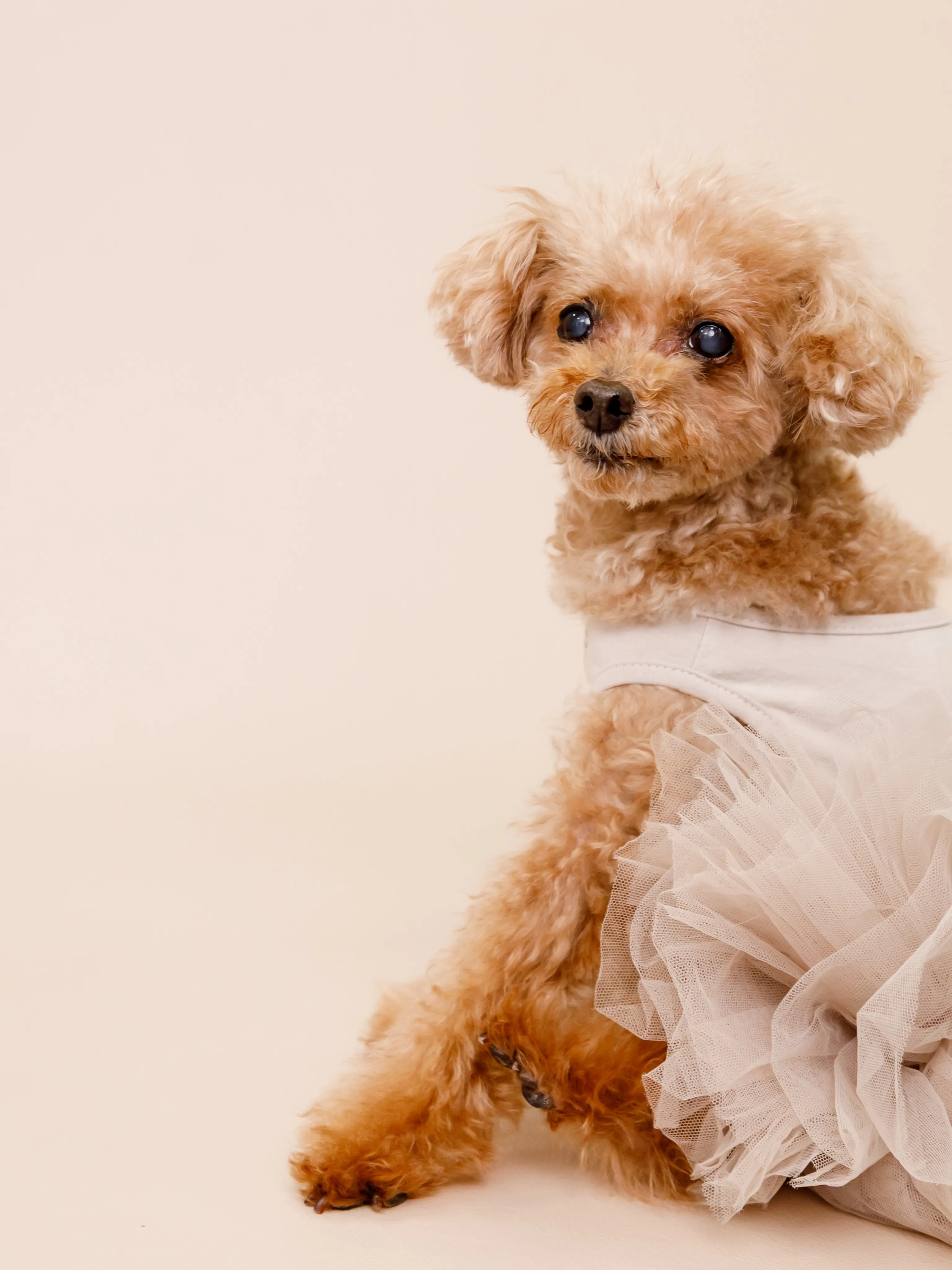 【BEIGE Backdrop Photoshoot -SO...