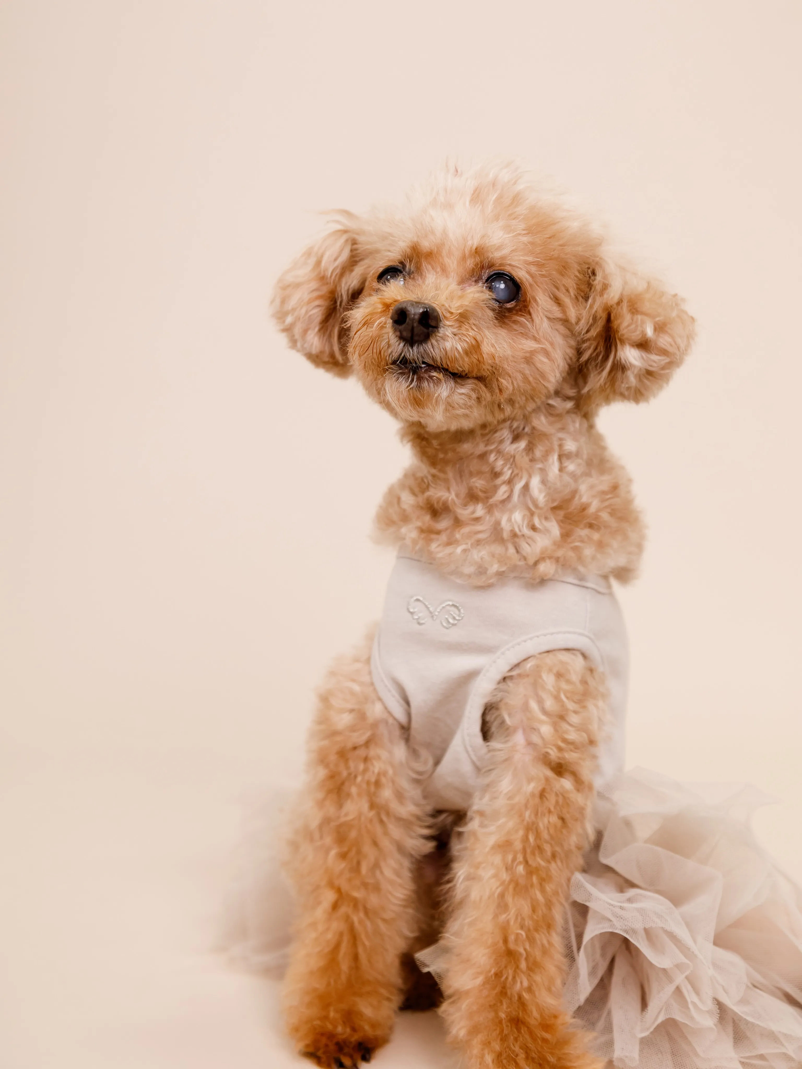 【BEIGE Backdrop Photoshoot -SO...