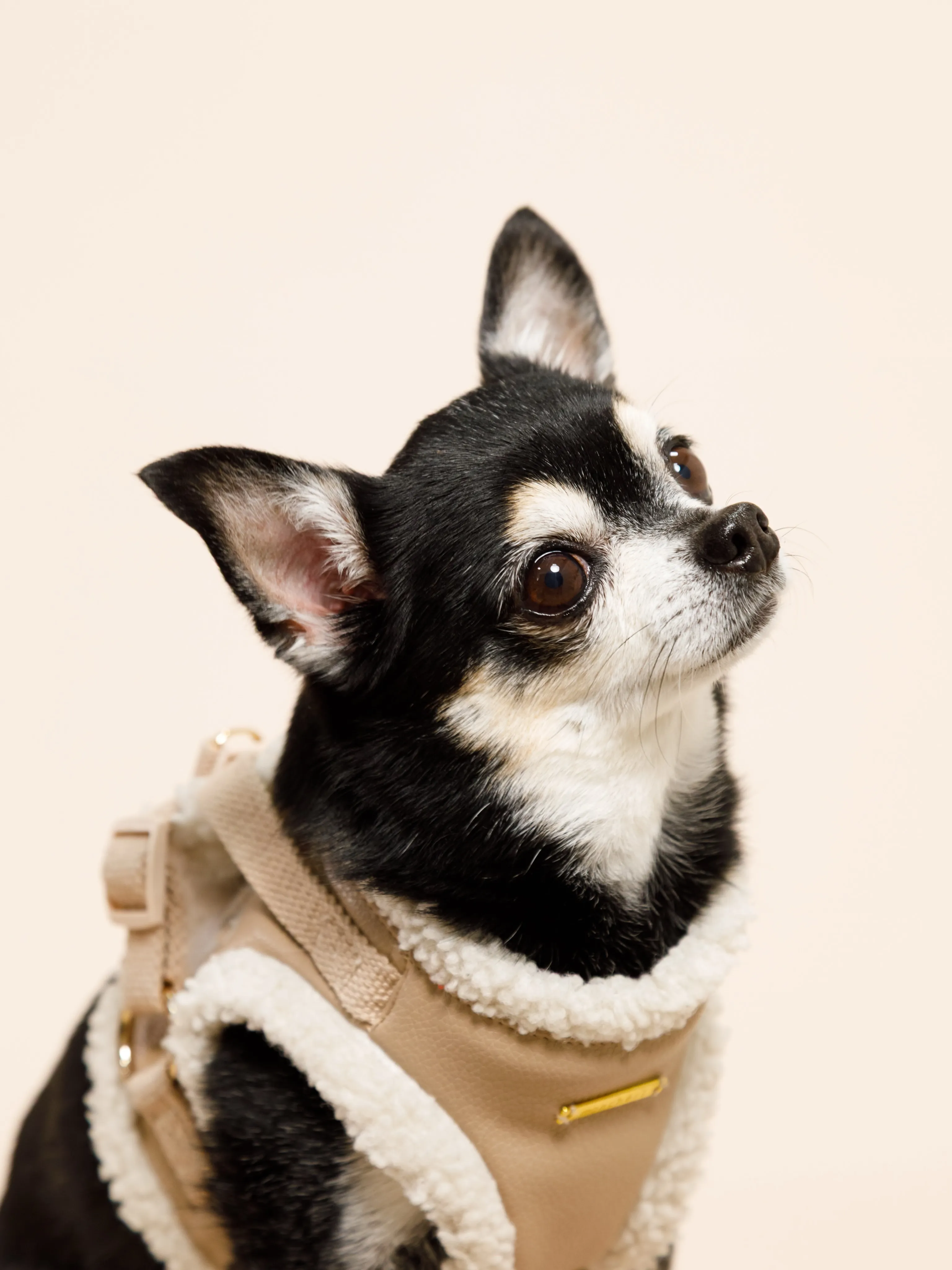 【BEIGE Backdrop Photoshoot -SO...