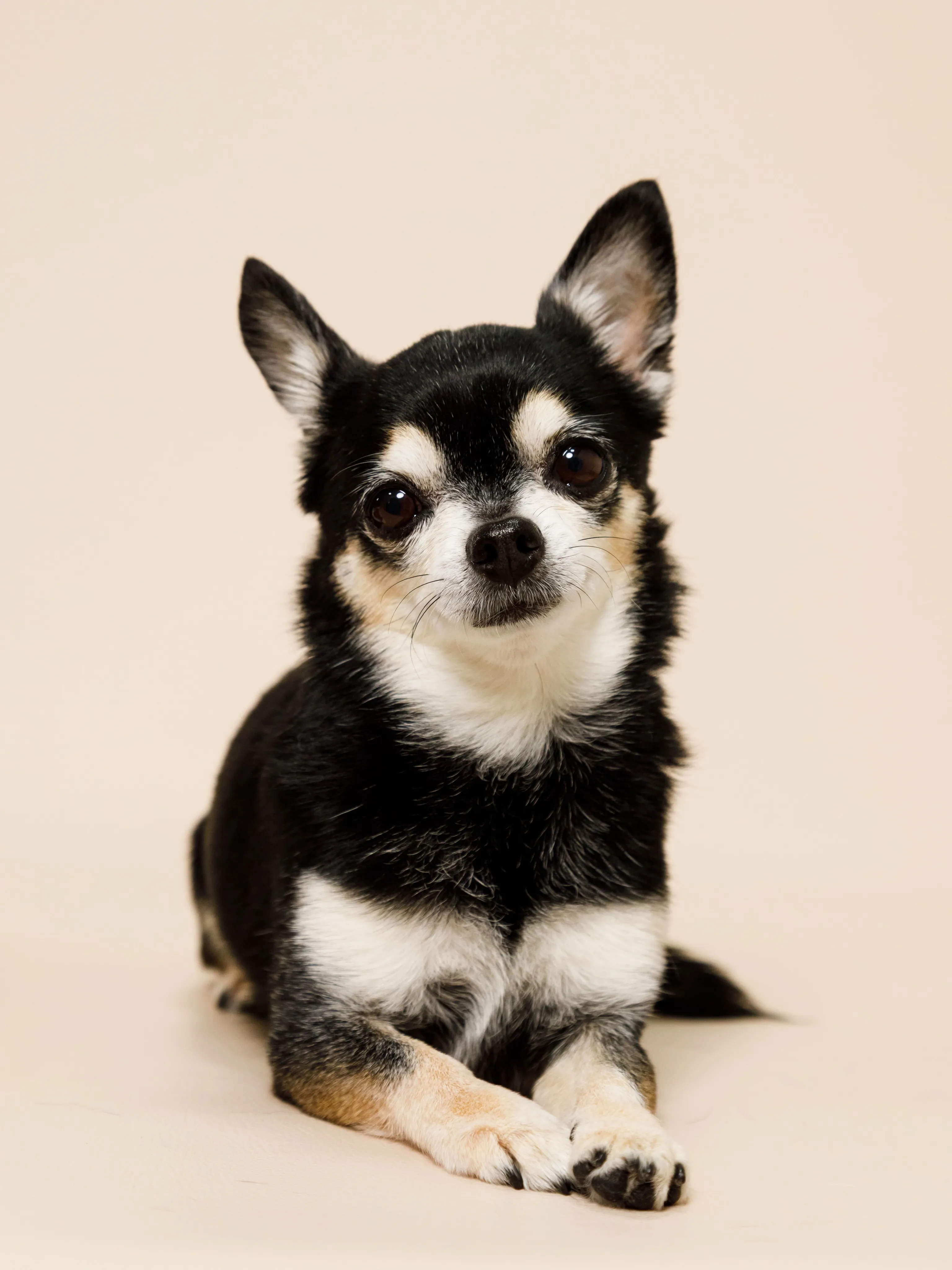 【BEIGE Backdrop Photoshoot -SO...