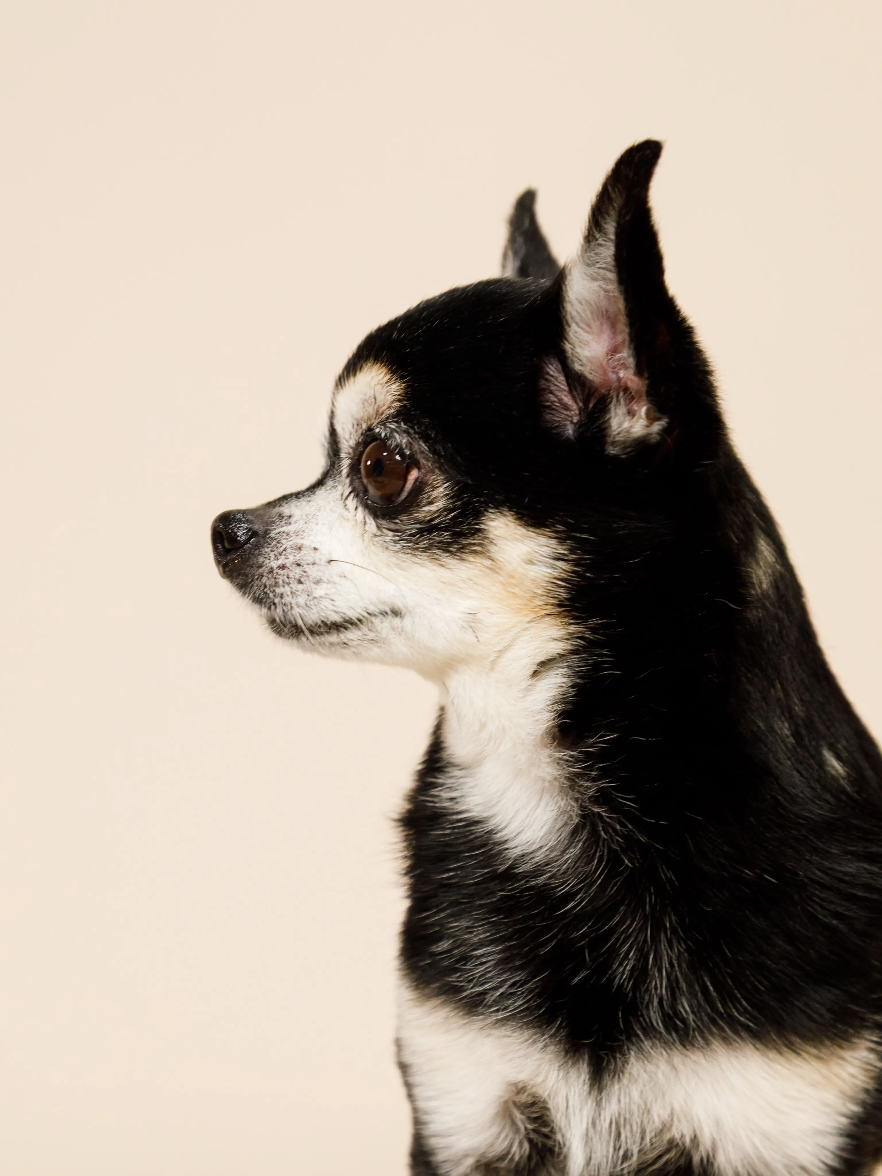 【BEIGE Backdrop Photoshoot -SO...