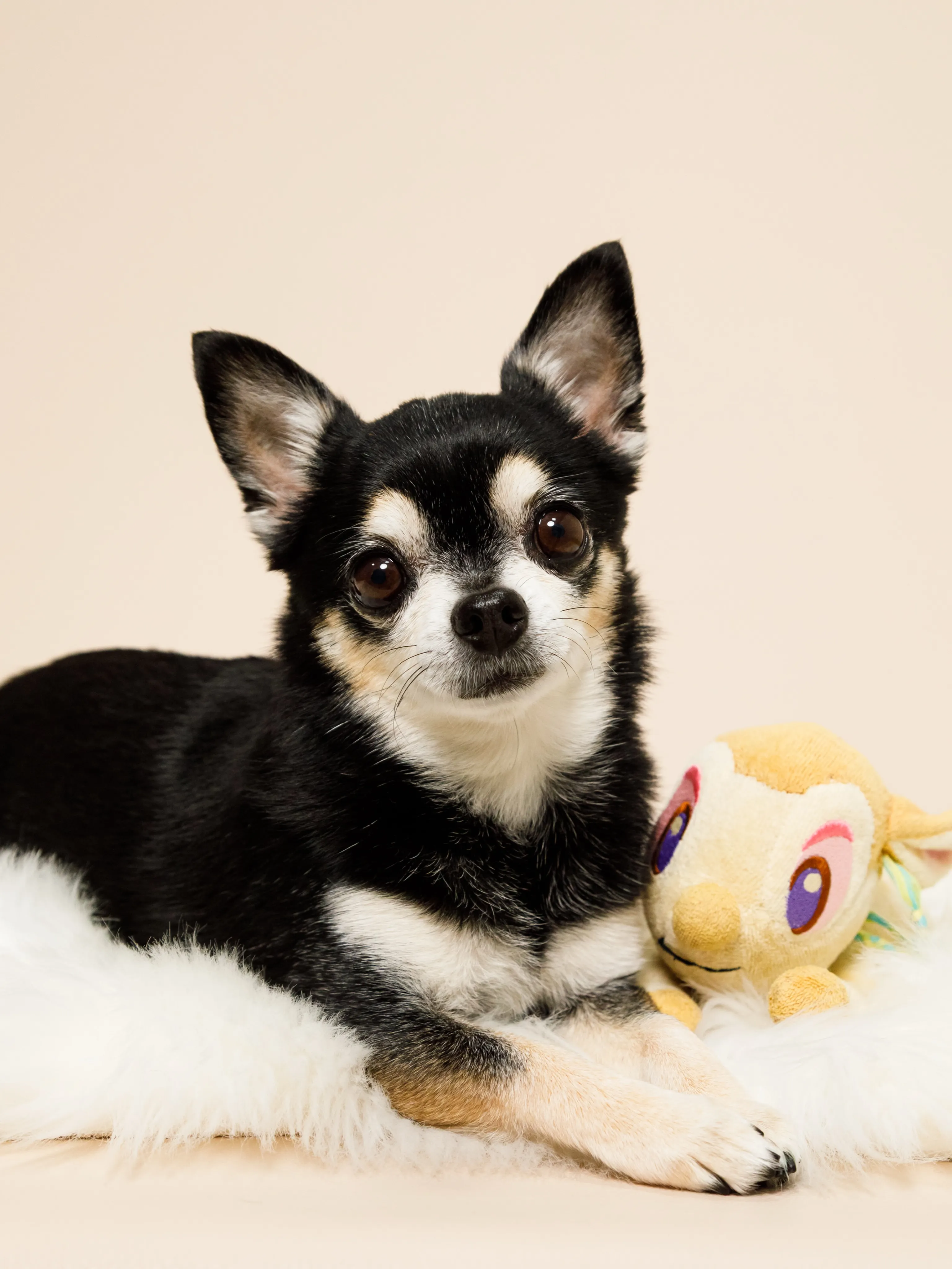 【BEIGE Backdrop Photoshoot -SO...