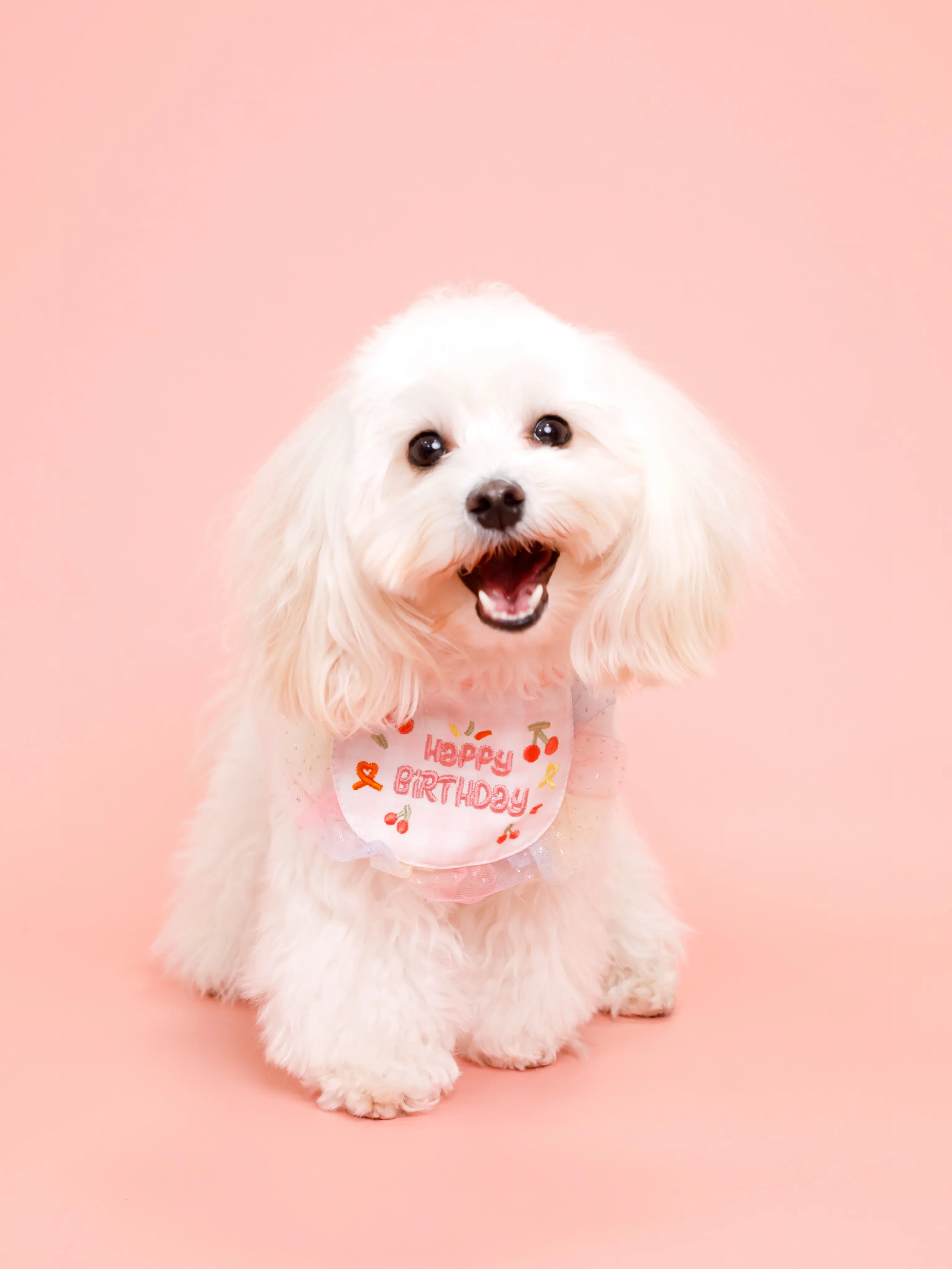 【PINK🎀Backdrop photoshoot】