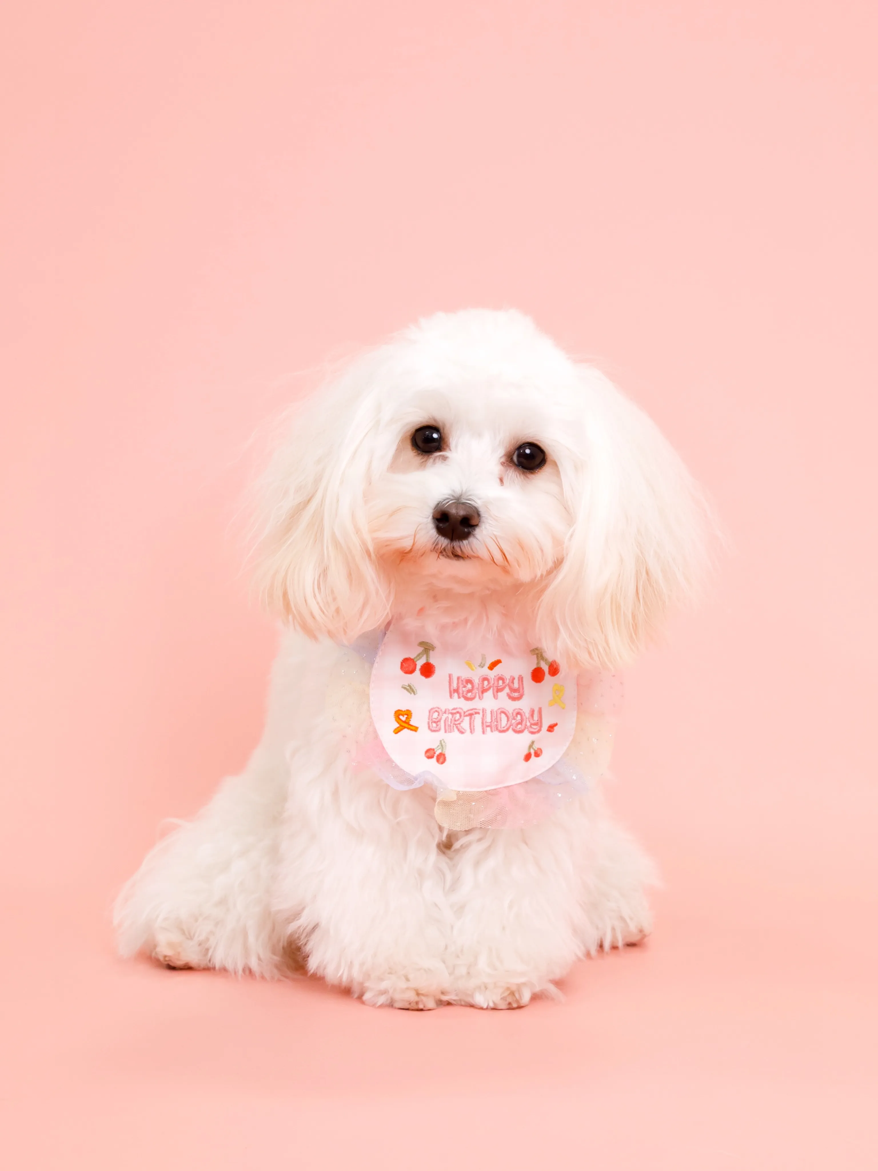 【PINK🎀Backdrop photoshoot】