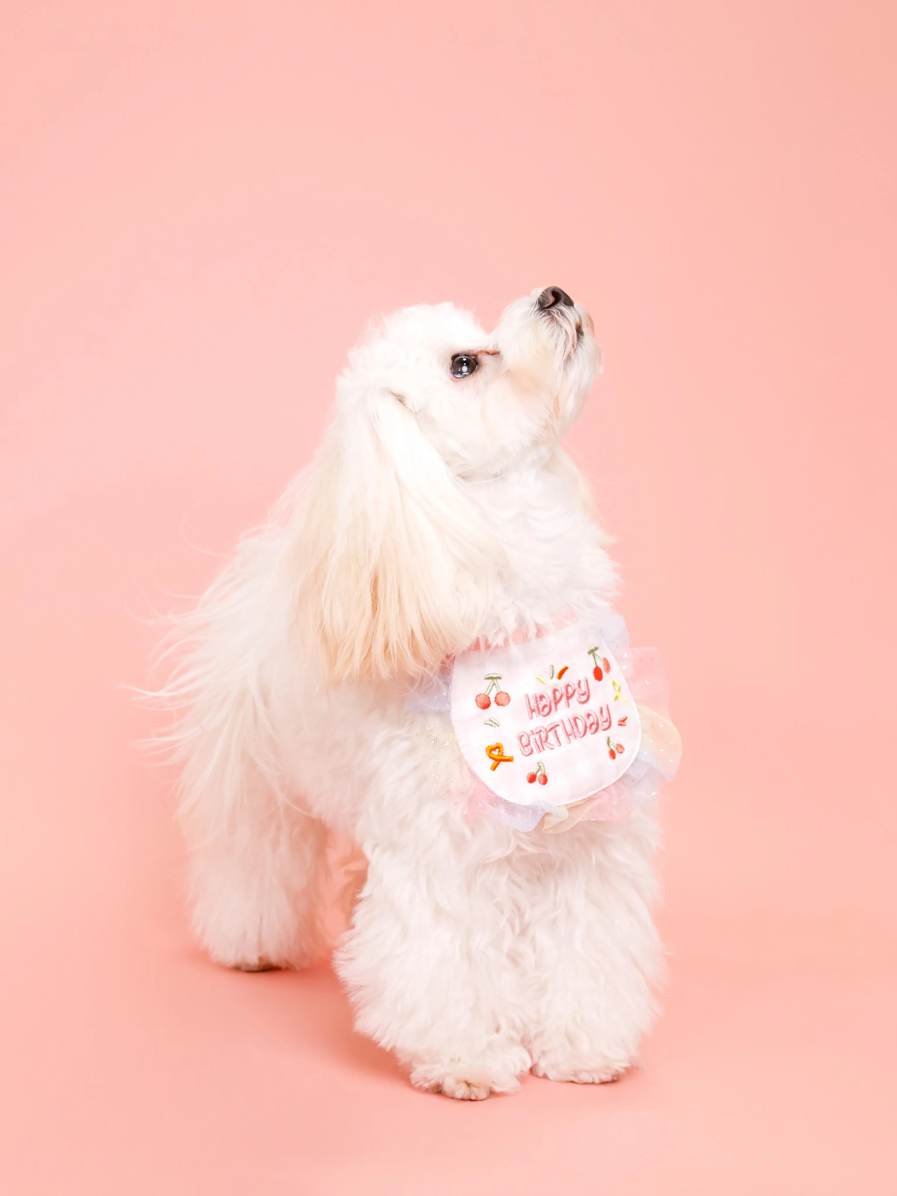 【PINK🎀Backdrop photoshoot】