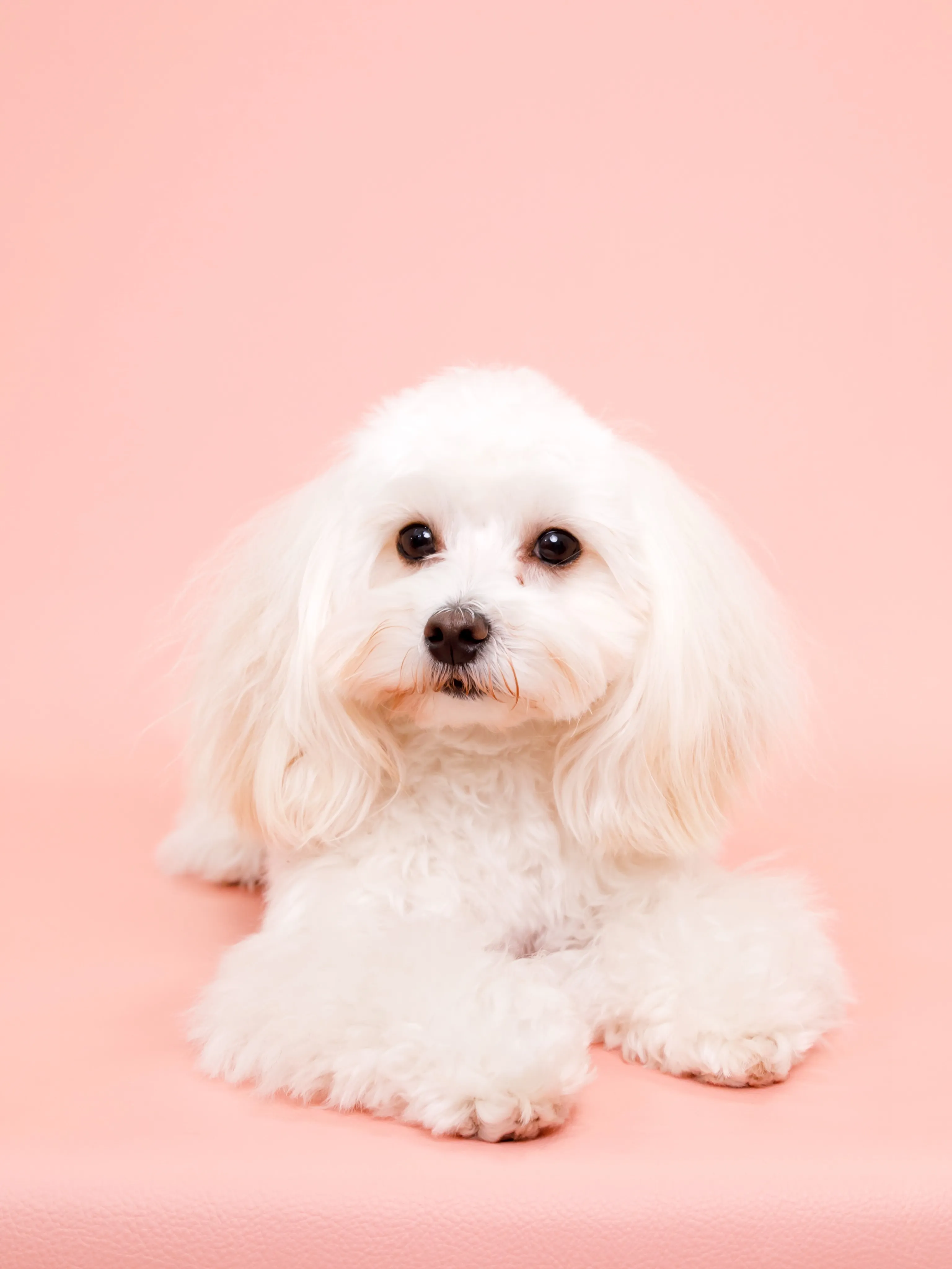 【PINK🎀Backdrop photoshoot】