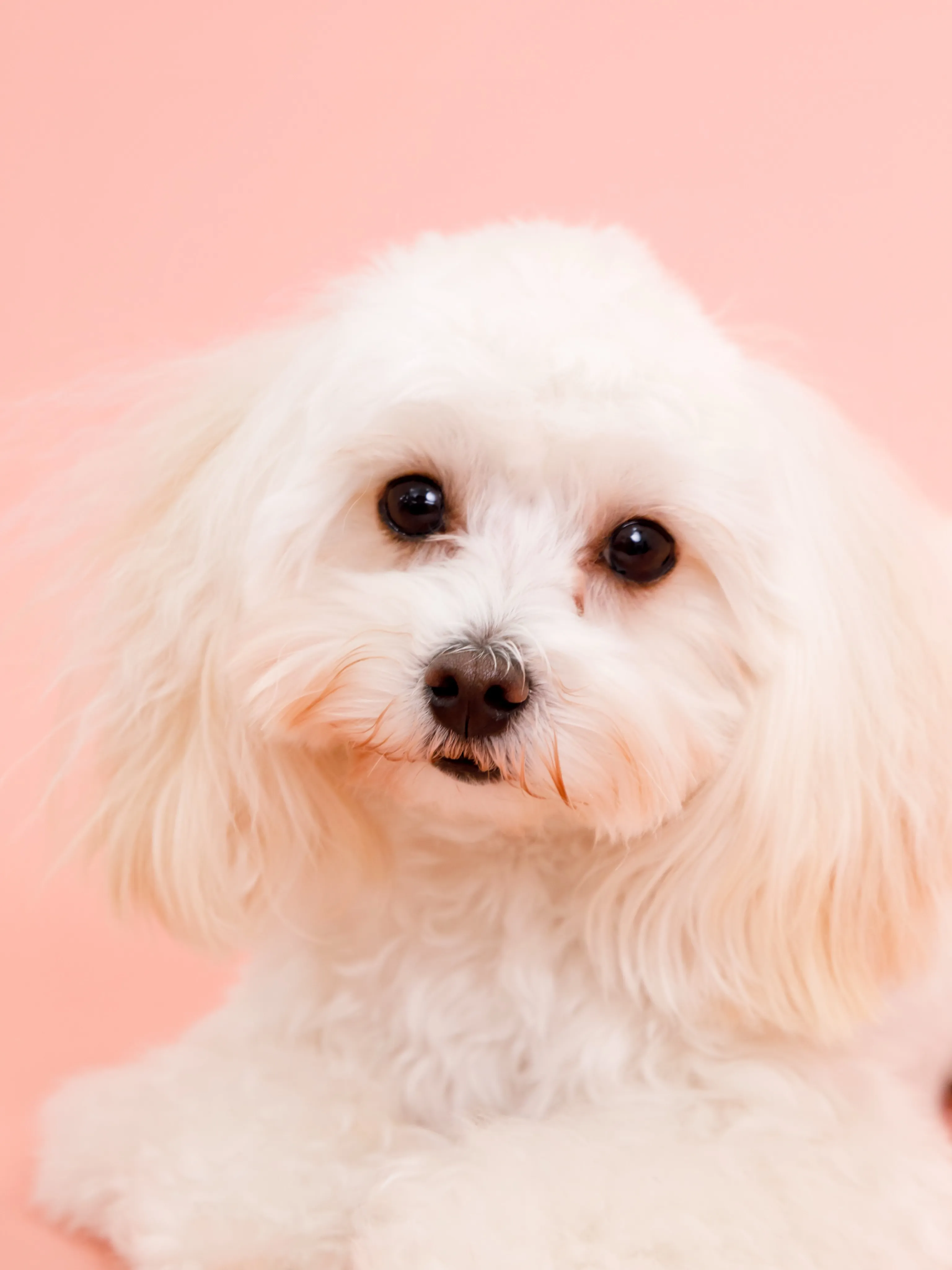【PINK🎀Backdrop photoshoot】