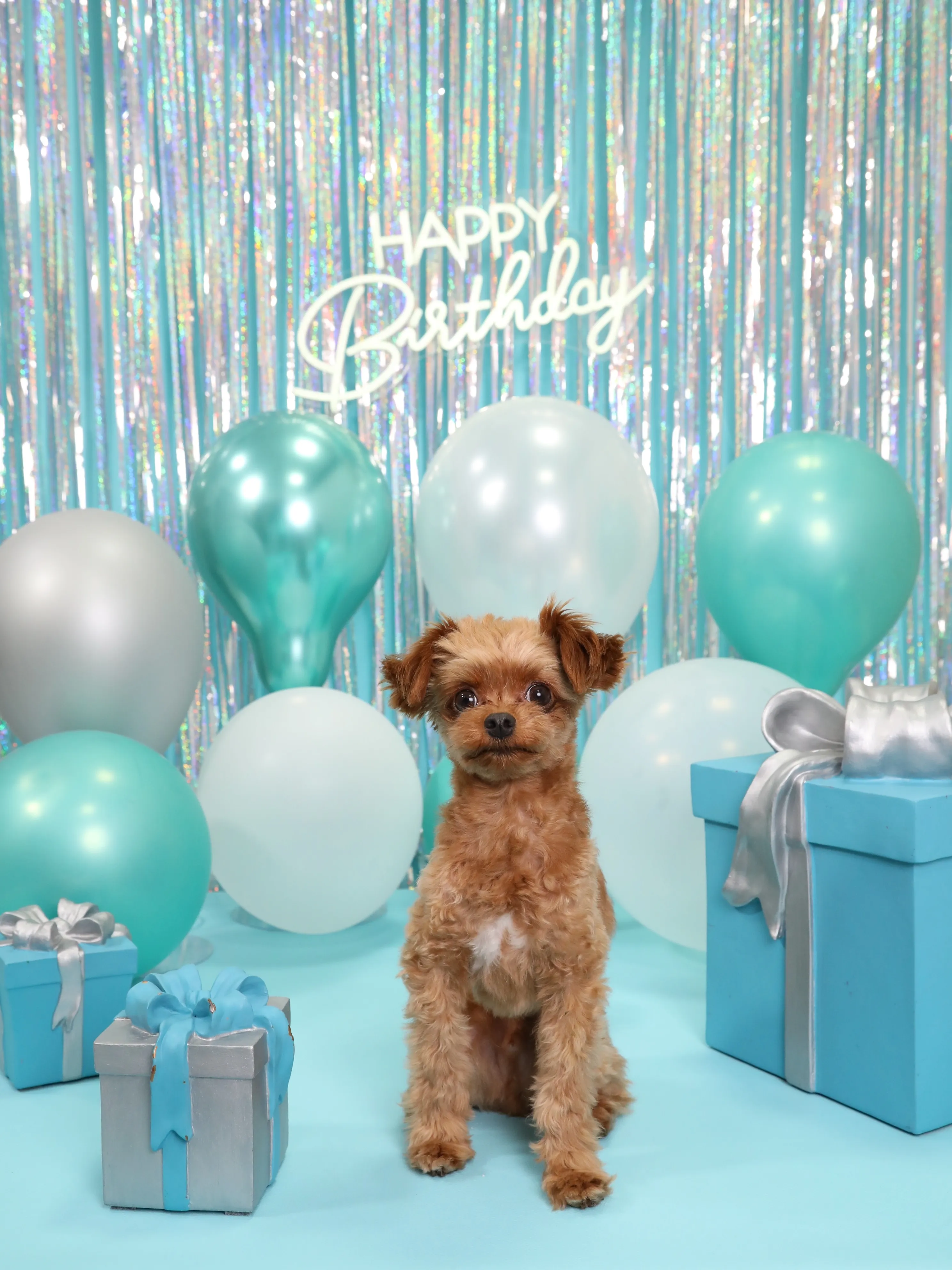【Birthday Photobooth🗽-水色-】