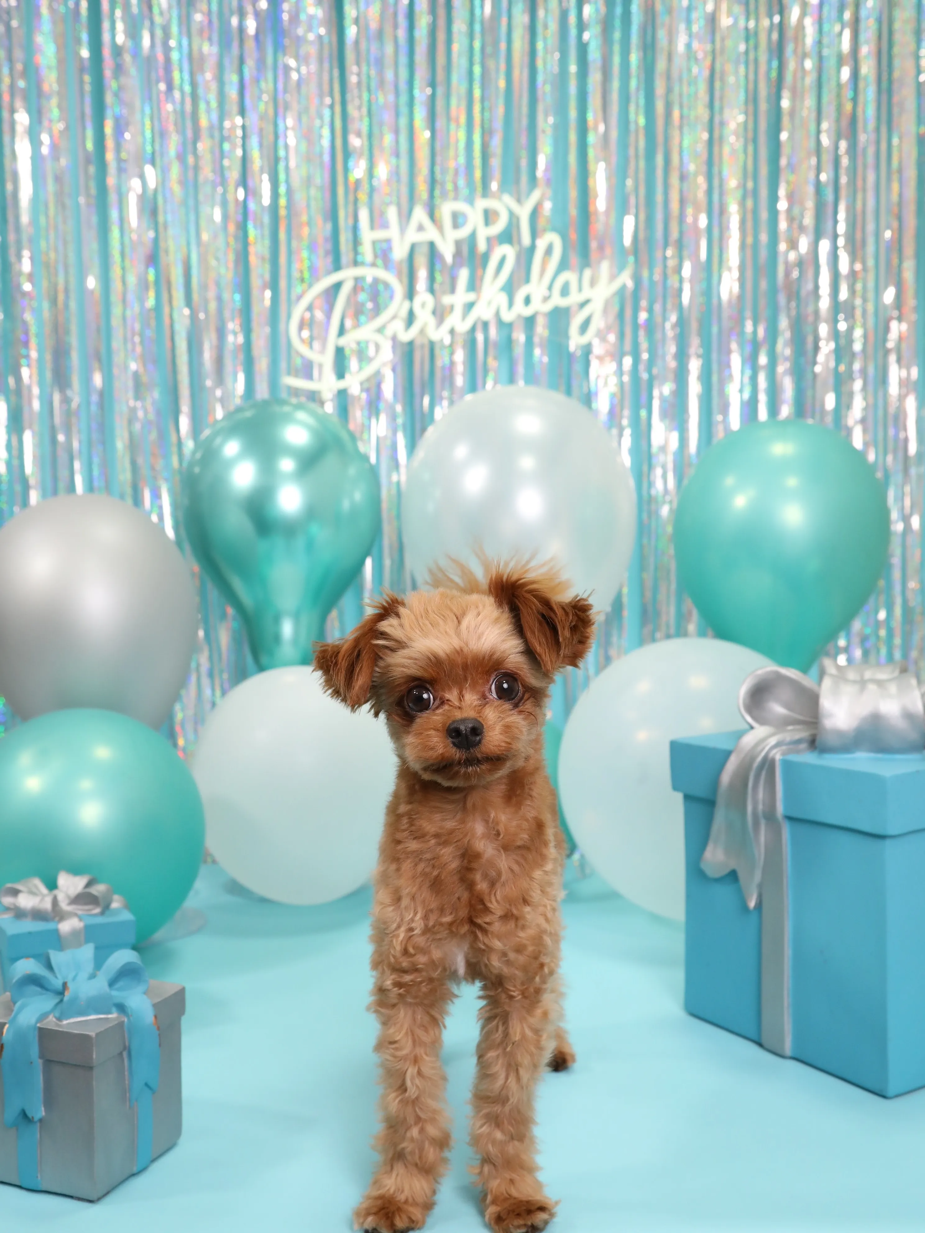 【Birthday Photobooth🗽-水色-】