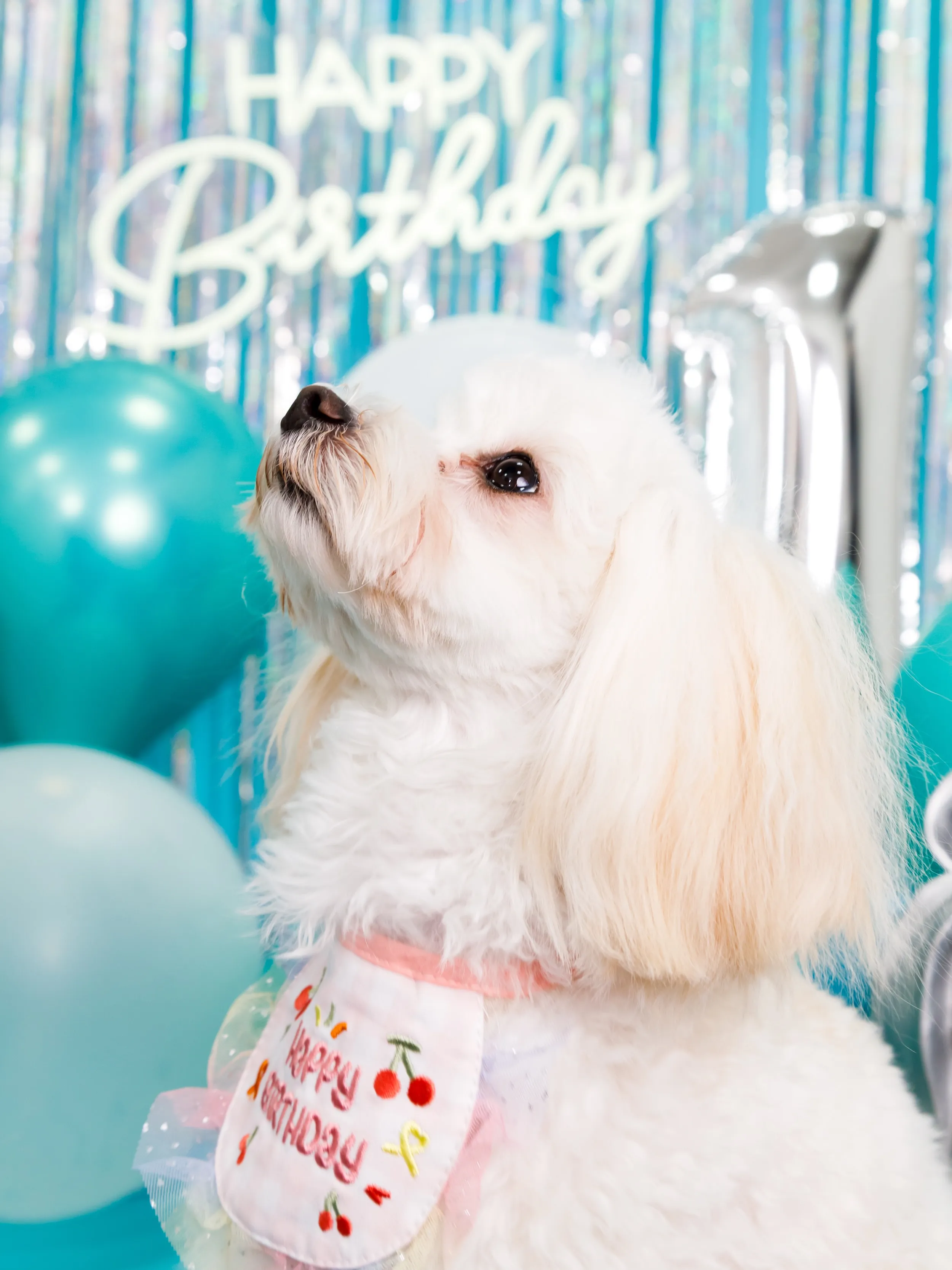 【Birthday Photobooth🗽-水色-】