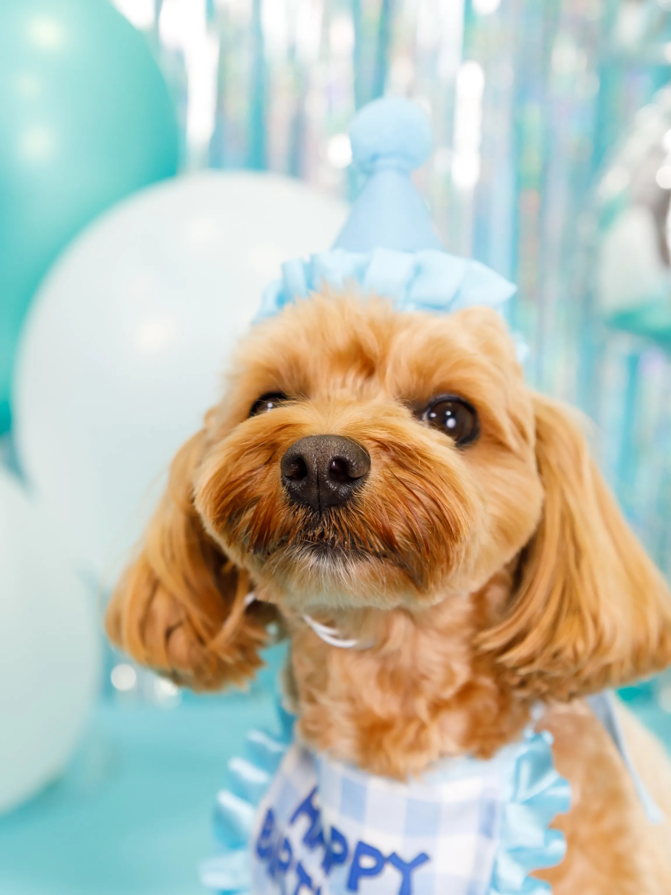 【Birthday Photobooth🗽-水色-】