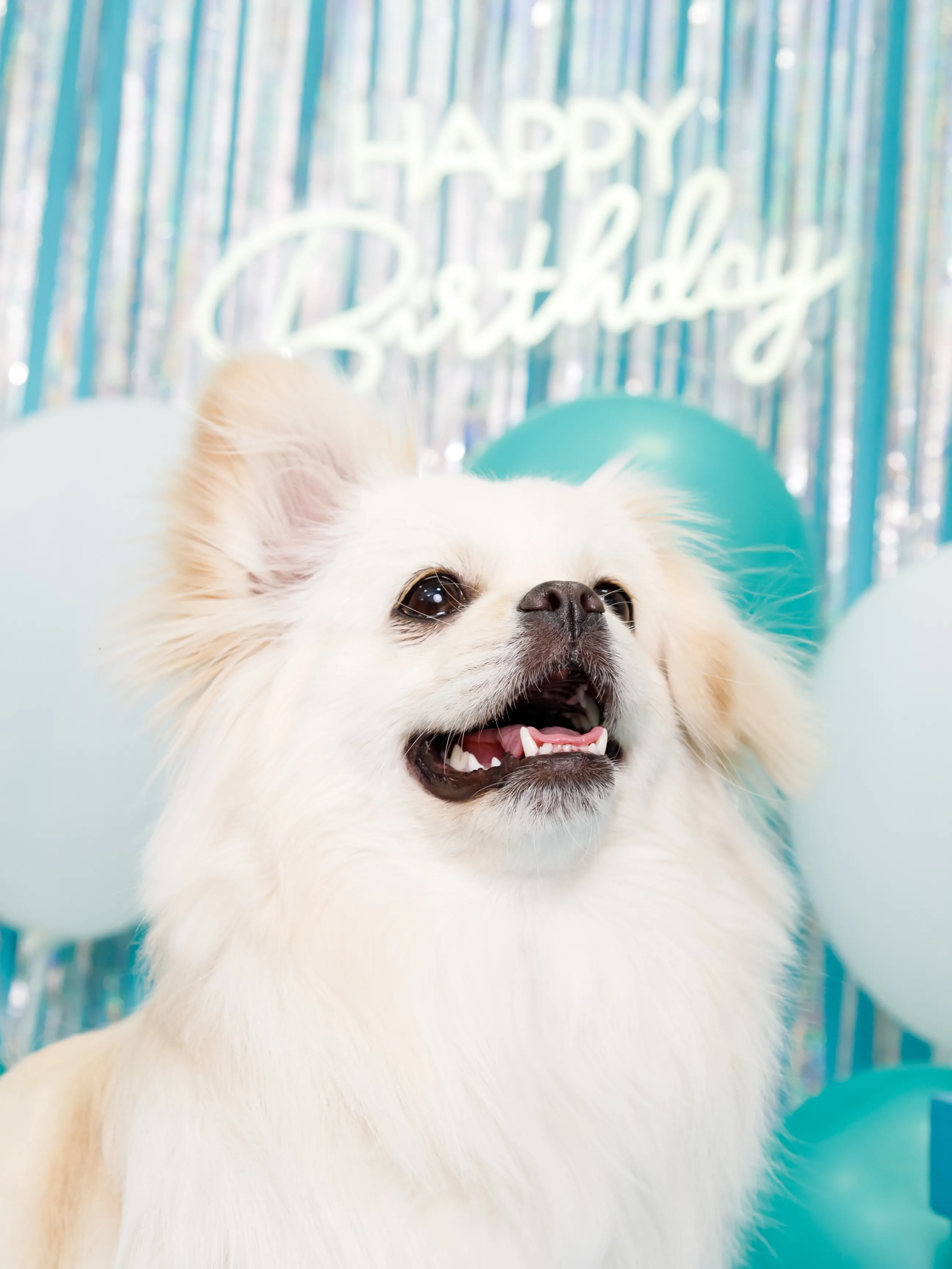 【Birthday Photobooth🗽-水色-】