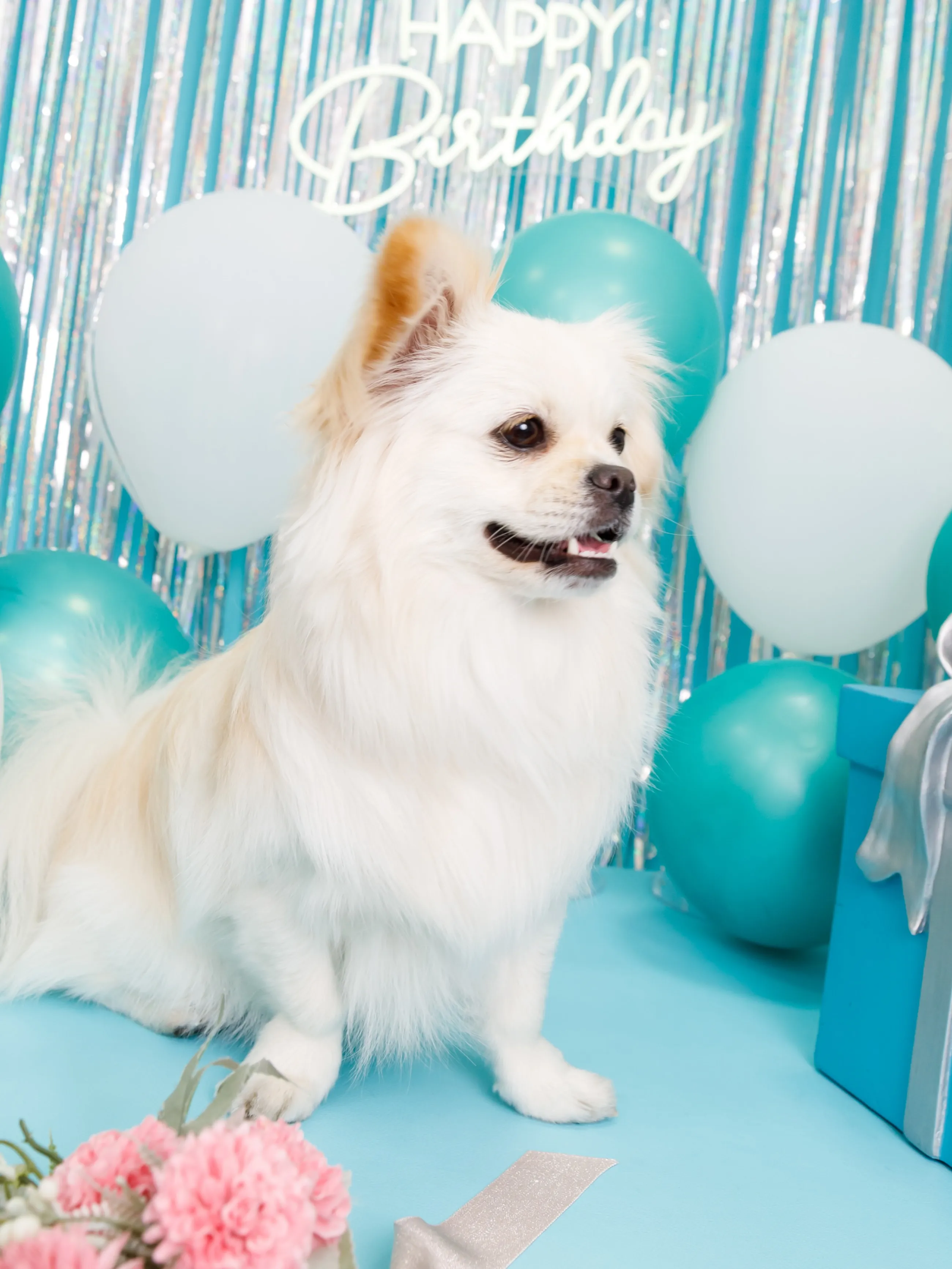 【Birthday Photobooth🗽-水色-】
