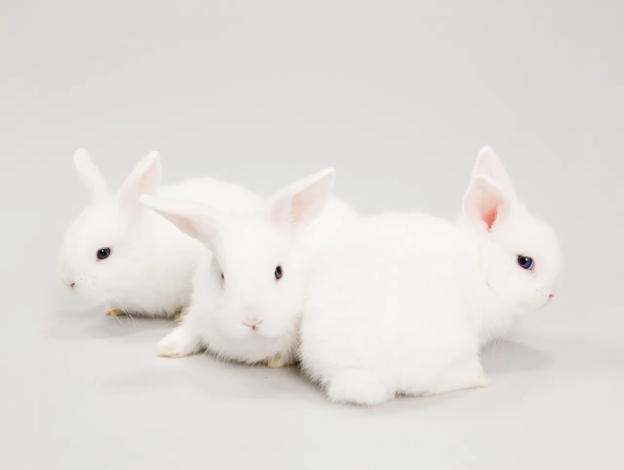 【うさぎ🐰ファミリーの家族撮影 -Light GRAY背景-...