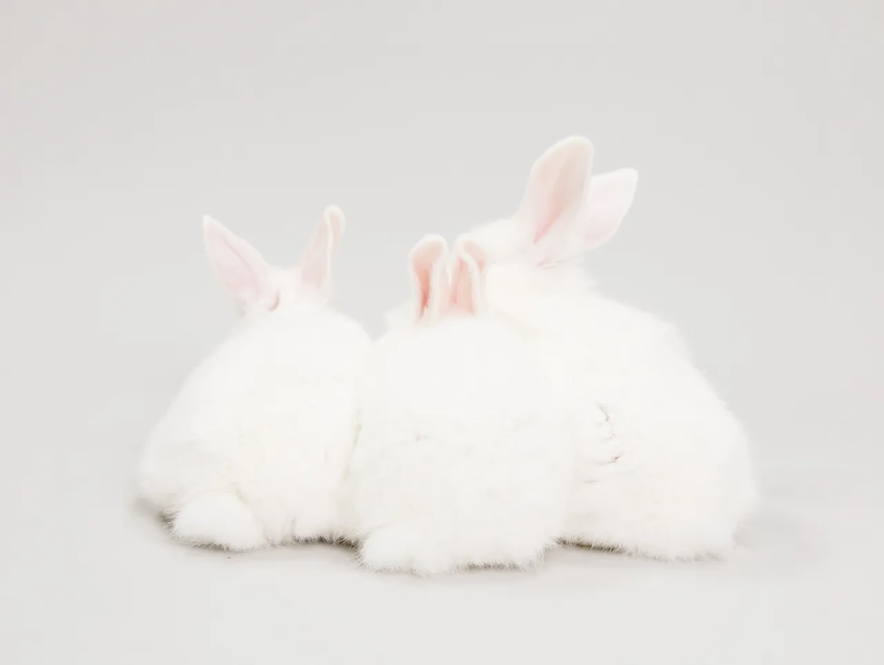【うさぎ🐰ファミリーの家族撮影 -Light GRAY背景-...