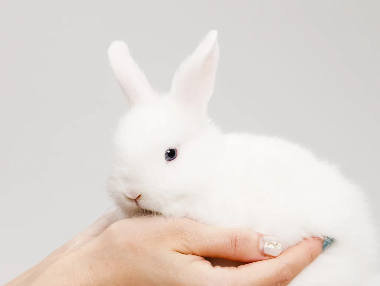【うさぎ🐰ファミリーの家族撮影 -Light GRAY背景-...