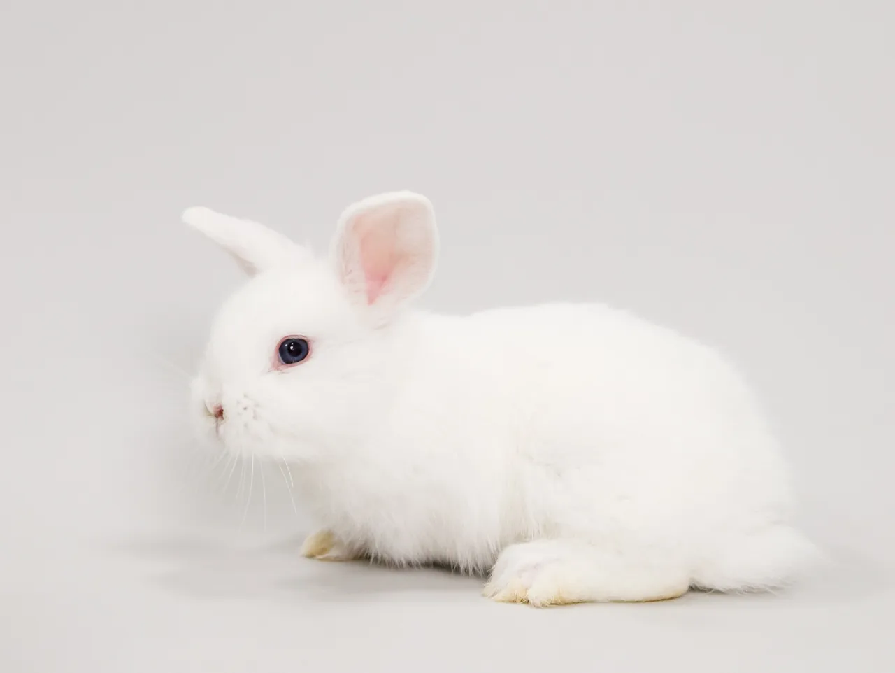 【うさぎ🐰ファミリーの家族撮影 -Light GRAY背景-...