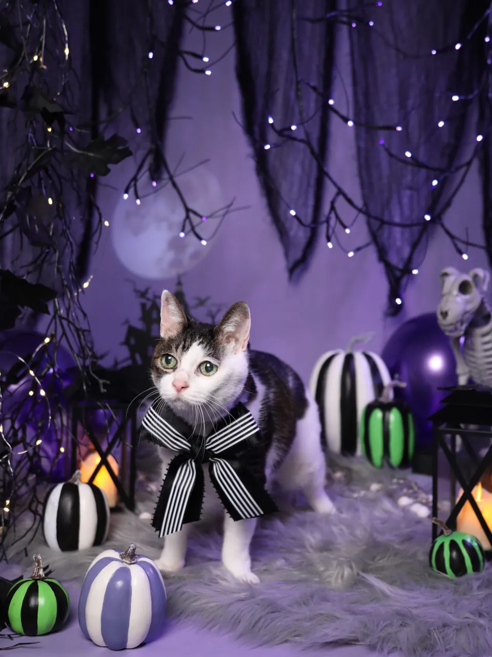 【ハロウィン🎃2026 -Little Spooky Nig...
