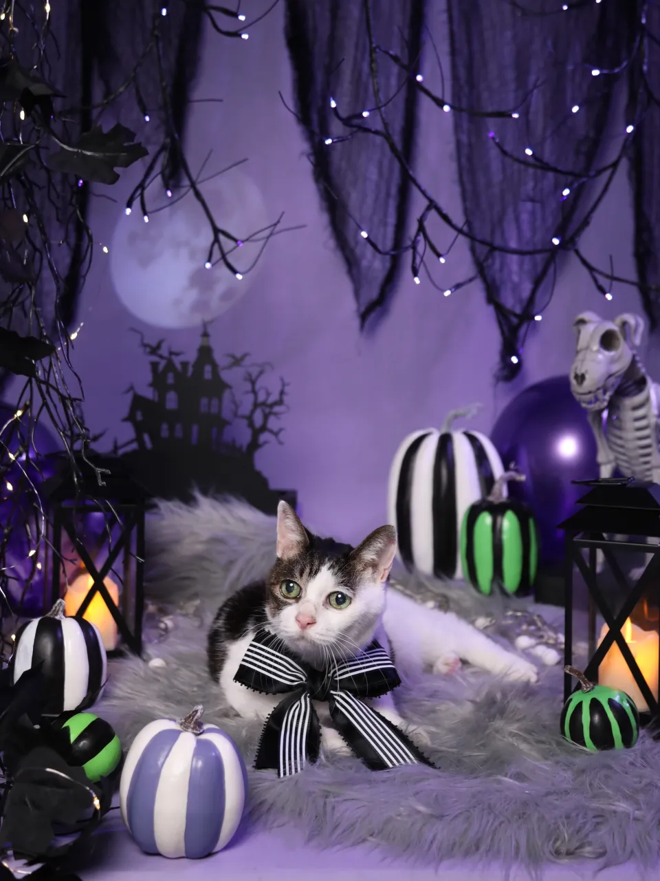 【ハロウィン🎃2026 -Little Spooky Nig...