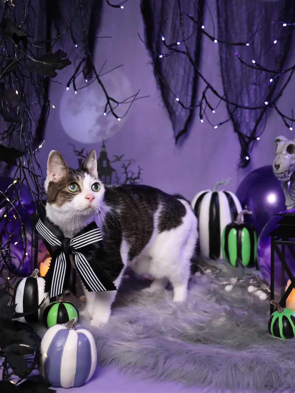 【ハロウィン🎃2026 -Little Spooky Nig...