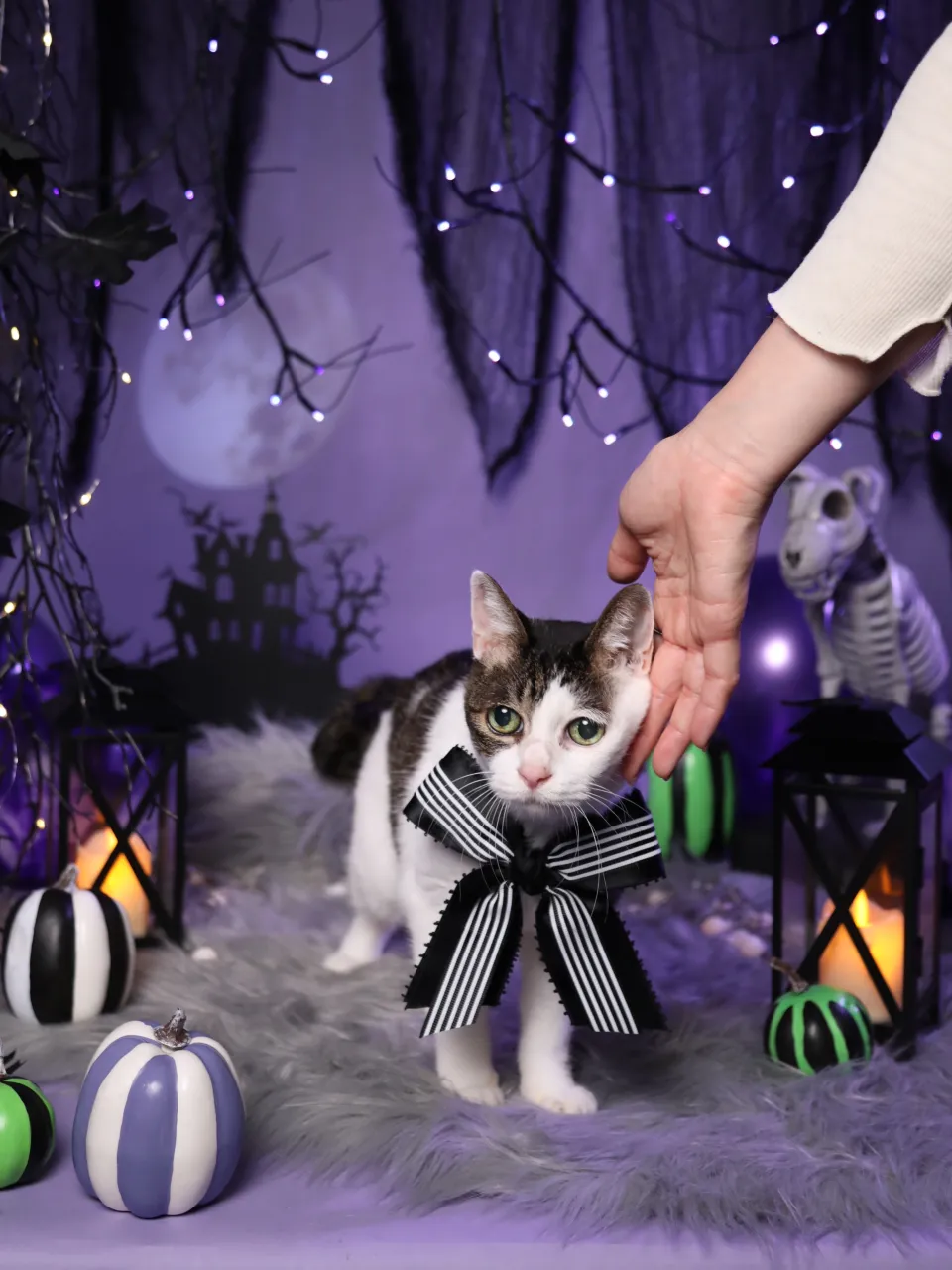 【ハロウィン🎃2026 -Little Spooky Nig...