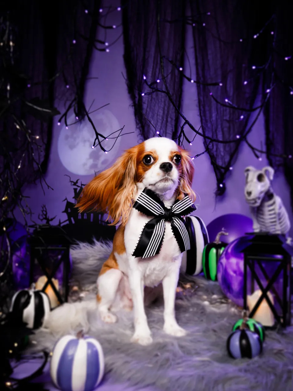 【ハロウィン🎃2026 -Little Spooky Nig...