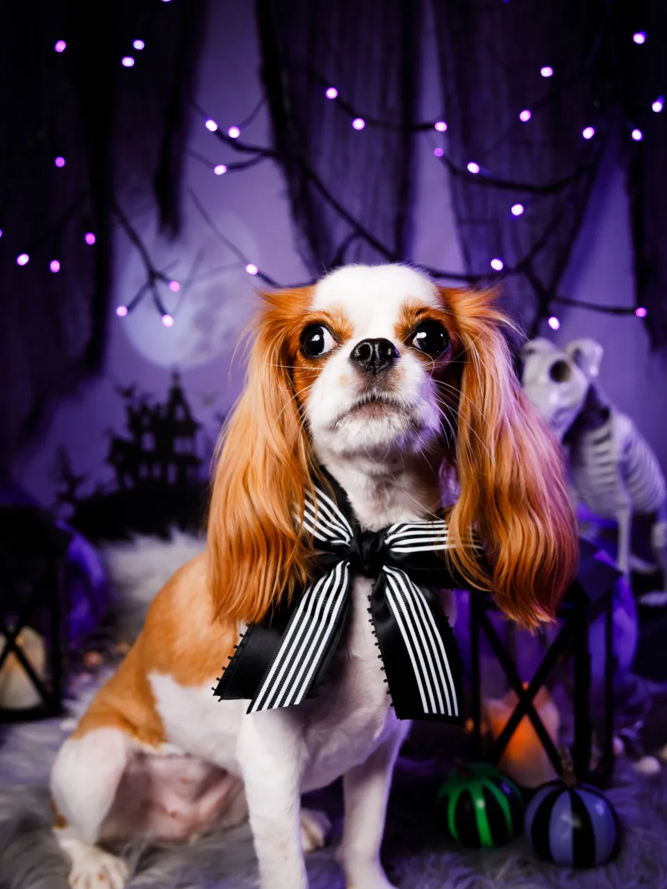【ハロウィン🎃2026 -Little Spooky Nig...