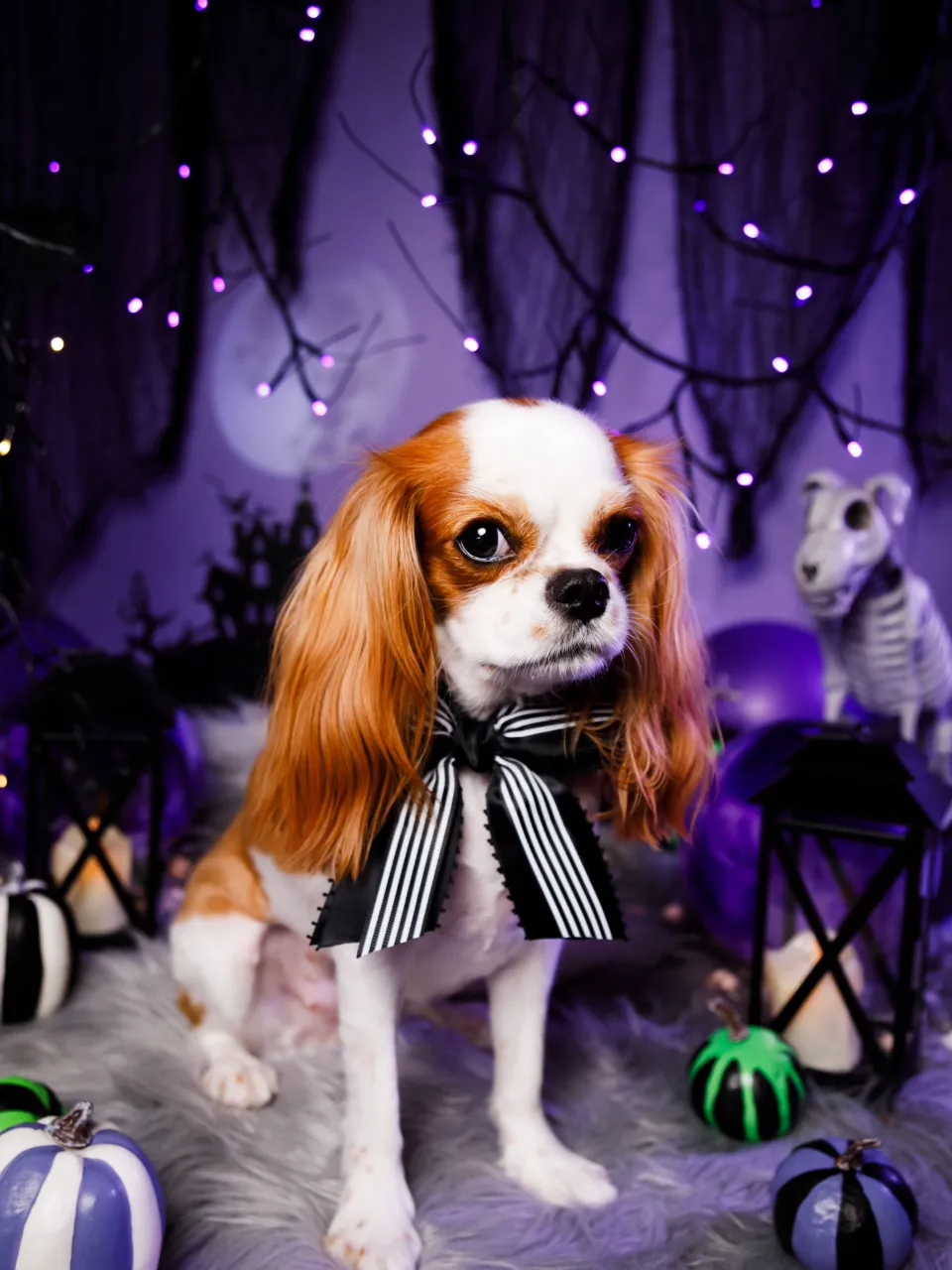 【ハロウィン🎃2026 -Little Spooky Nig...