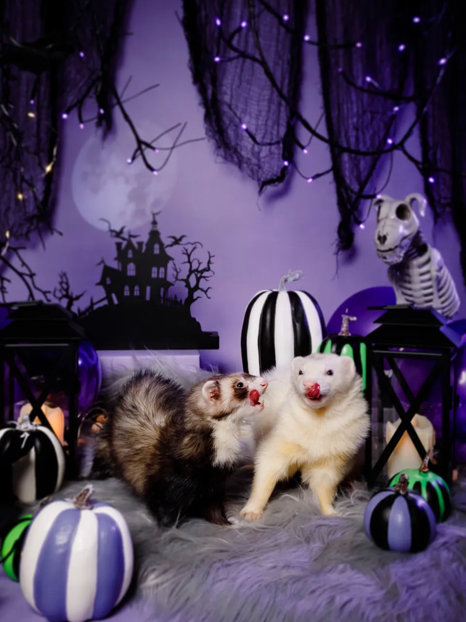 【ハロウィン🎃22026 -Little Spooky Ni...