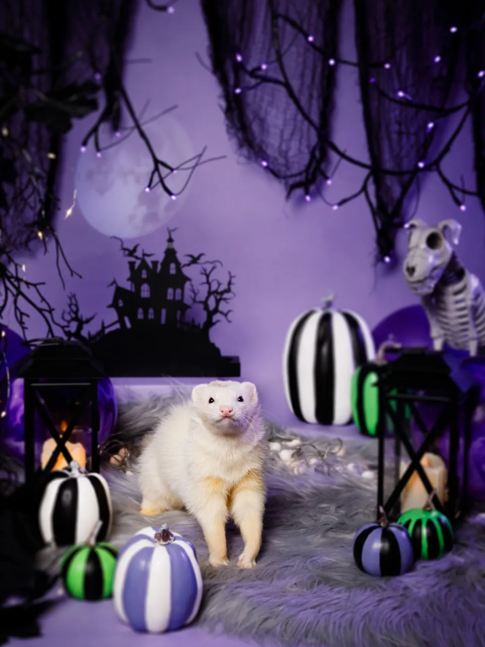 【ハロウィン🎃22026 -Little Spooky Ni...