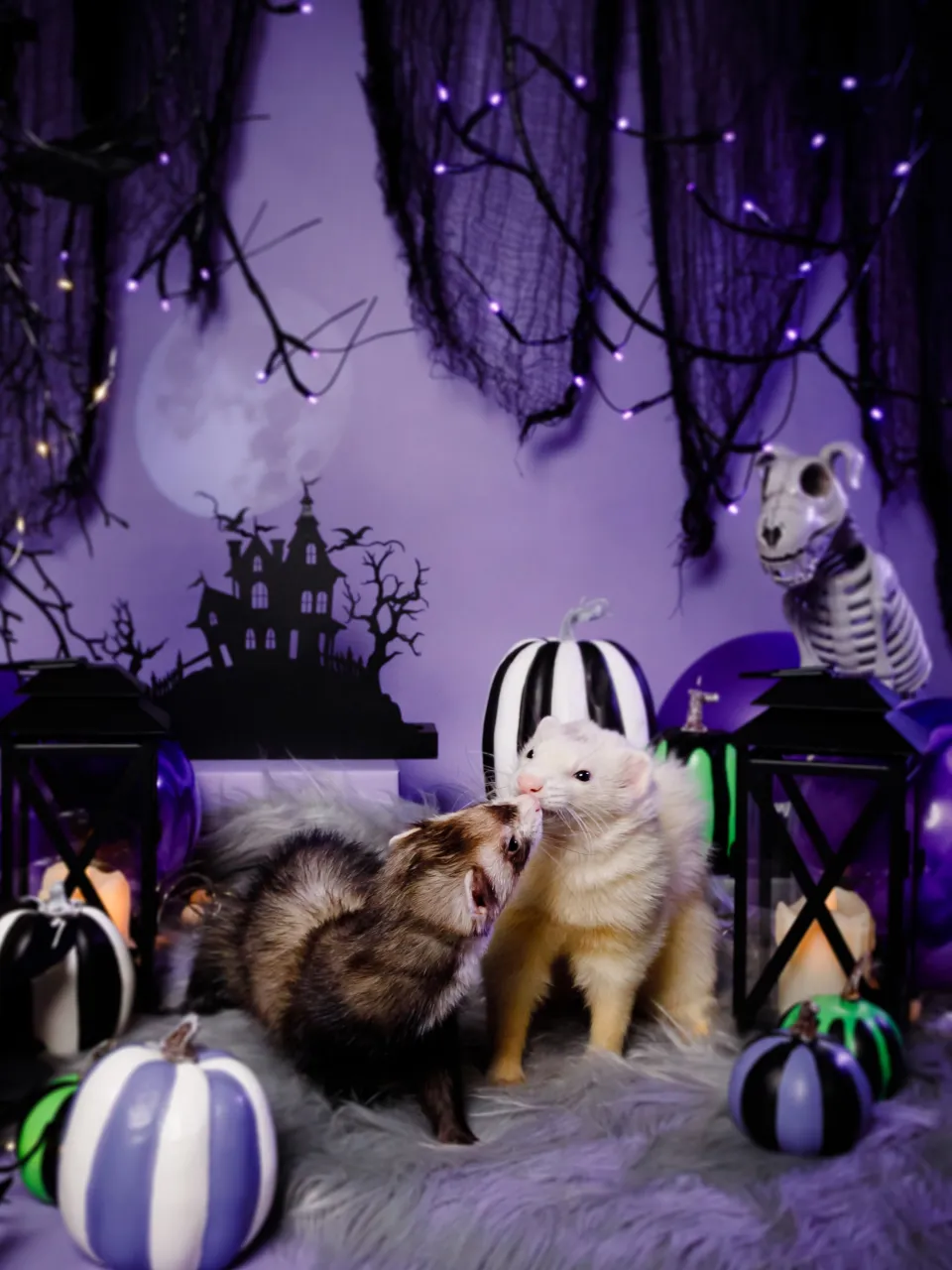 【ハロウィン🎃22026 -Little Spooky Ni...