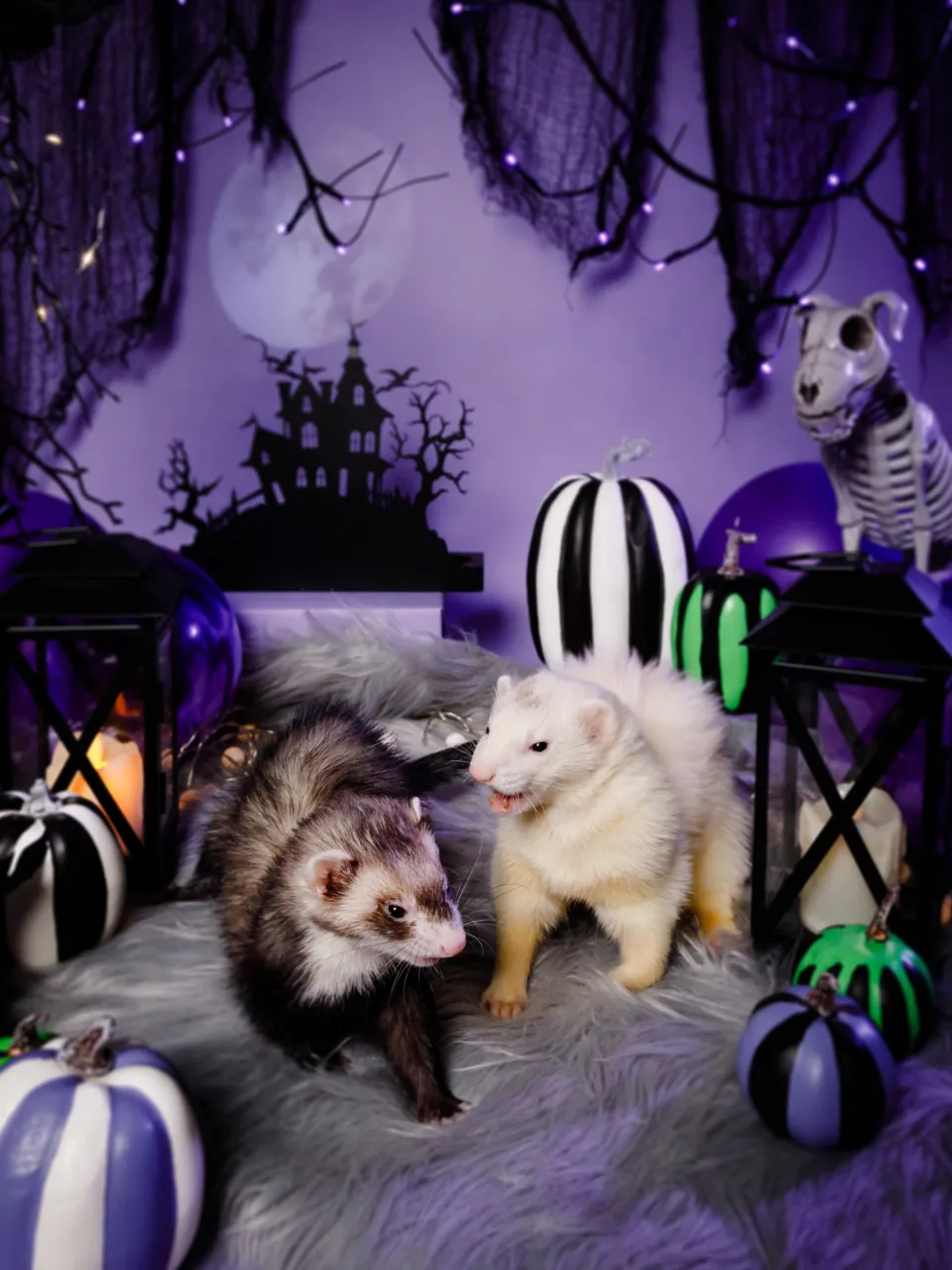 【ハロウィン🎃22026 -Little Spooky Ni...