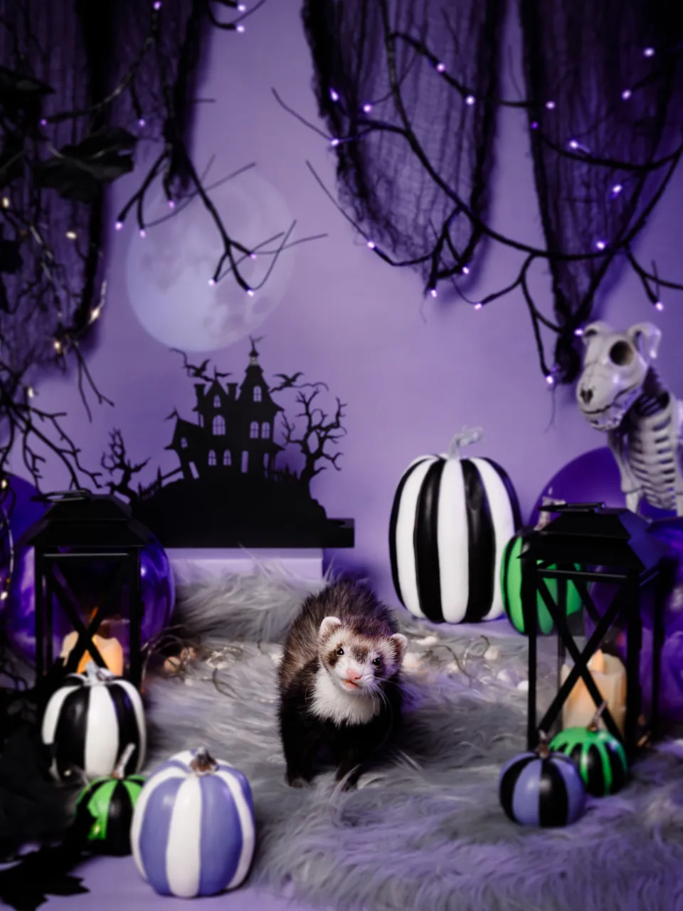 【ハロウィン🎃22026 -Little Spooky Ni...