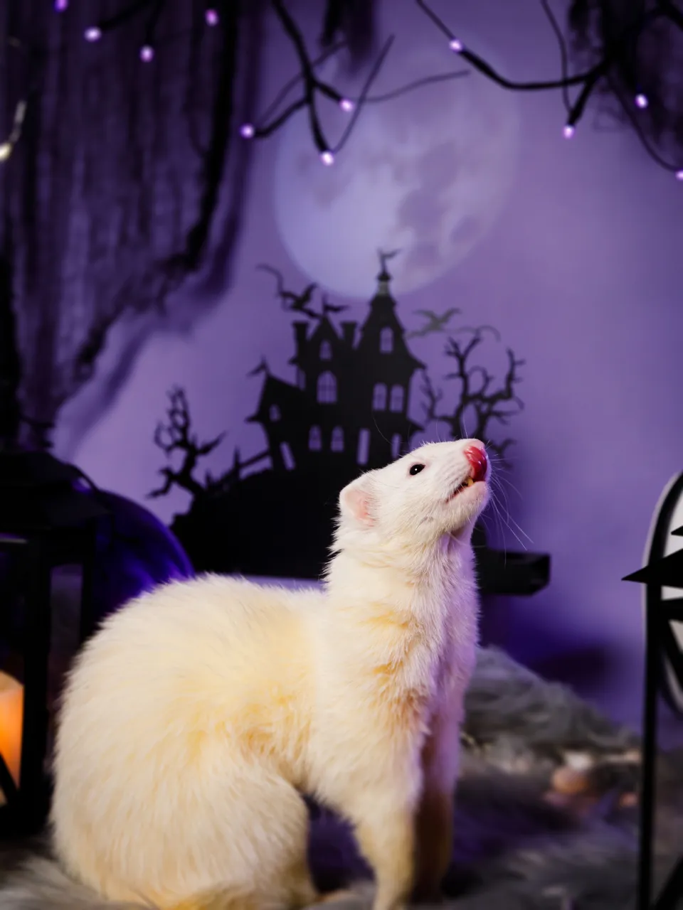 【ハロウィン🎃22026 -Little Spooky Ni...