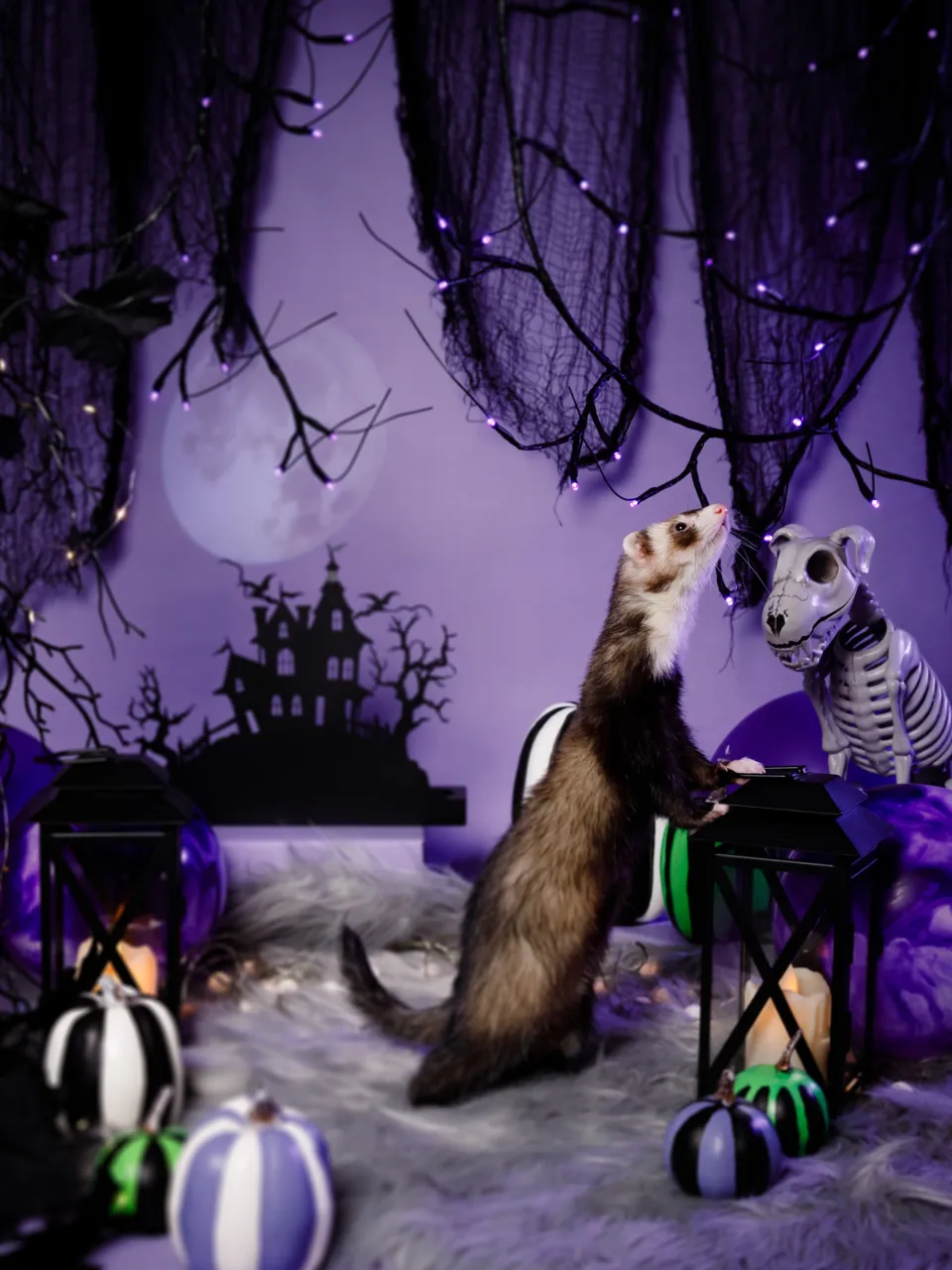 【ハロウィン🎃22026 -Little Spooky Ni...