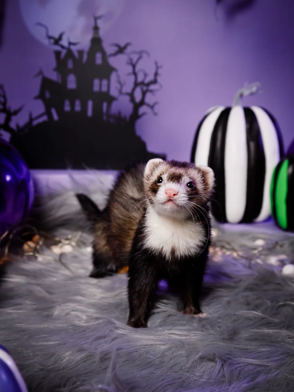 【ハロウィン🎃22026 -Little Spooky Ni...