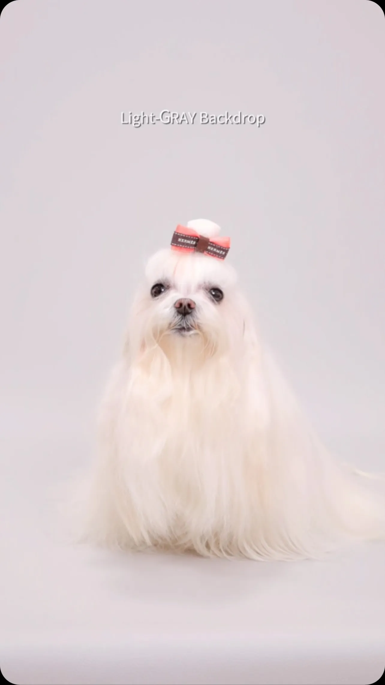 【Light-GRAY Photoshoot】