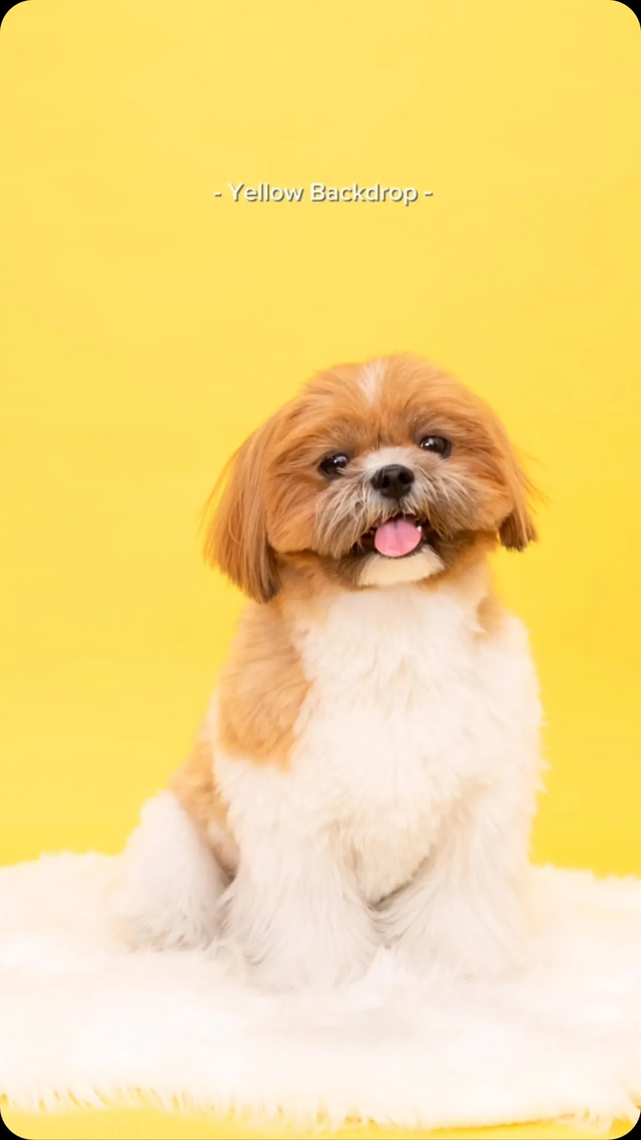 【YELLOW Backdrop Photoshoot -S...