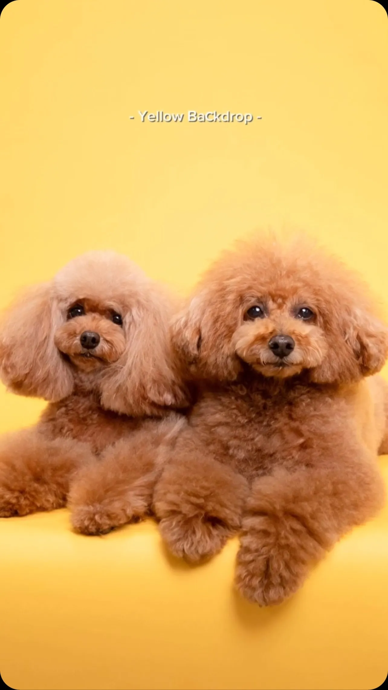 【YELLOW Backdrop Photoshoot 】