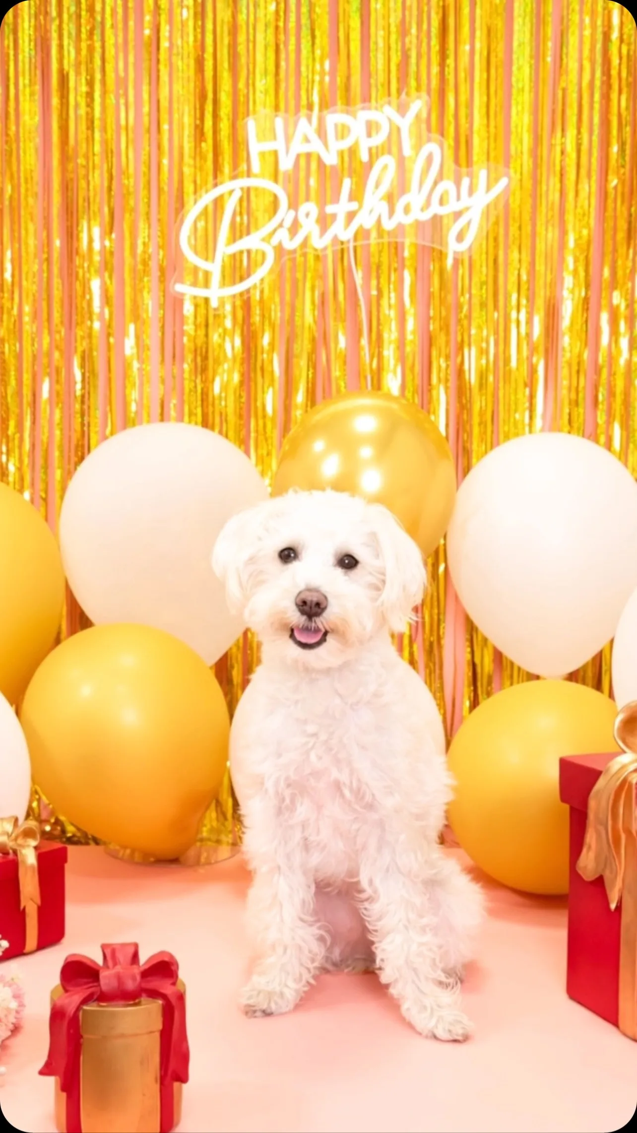 【Birthday🎉Photoshoot -ピンク-】